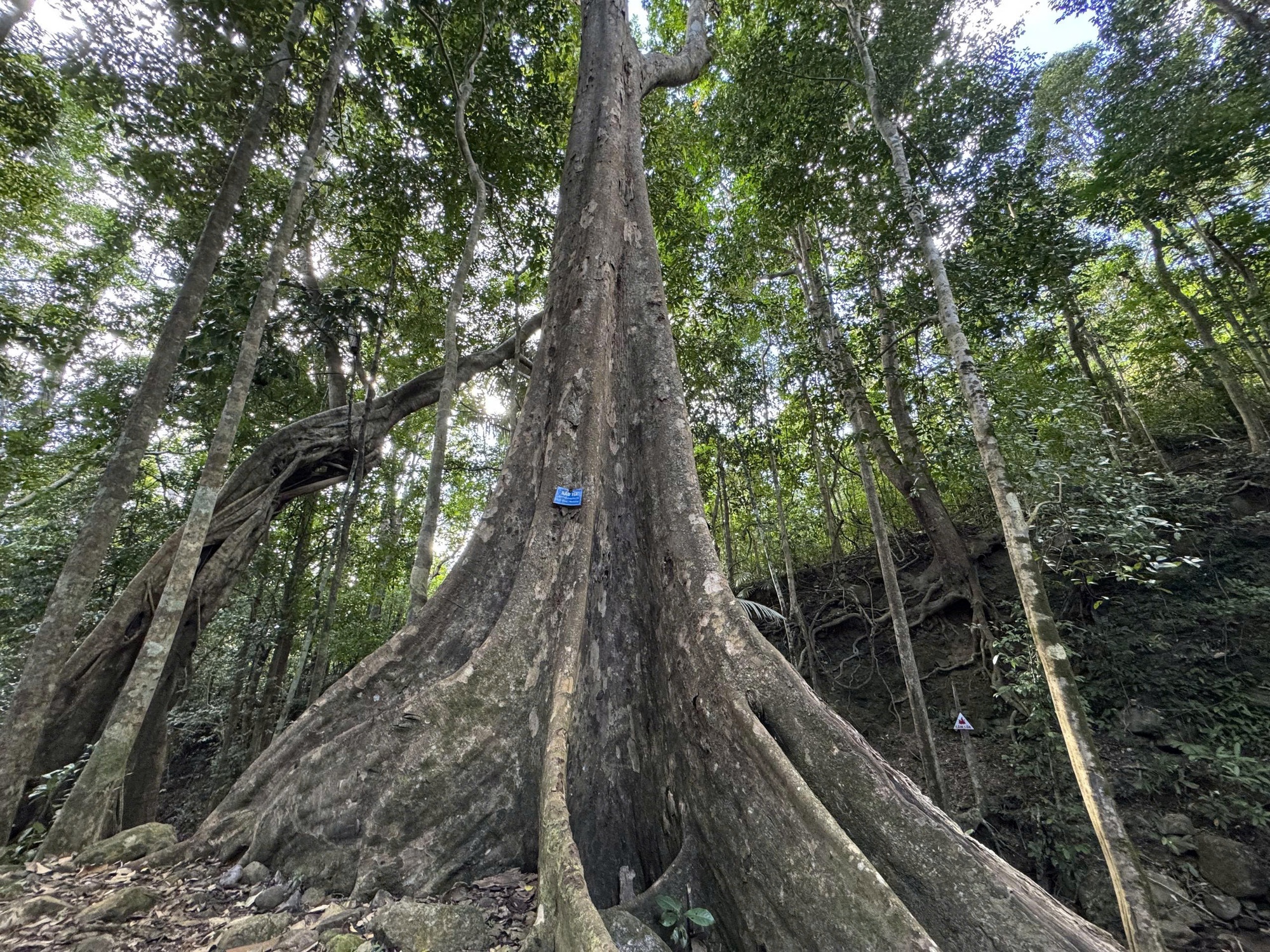 Báu vật Chư Mom Ray: Phục hồi 'kho báu' rừng nguyên sinh- Ảnh 2. Báu vật Chư Mom Ray: Phục hồi 'kho báu' rừng nguyên sinh- Ảnh 2.