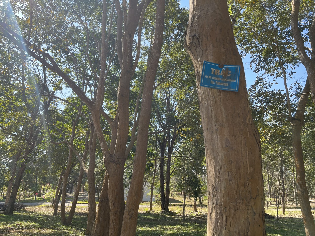 Báu vật Chư Mom Ray: Phục hồi 'kho báu' rừng nguyên sinh- Ảnh 4. Báu vật Chư Mom Ray: Phục hồi 'kho báu' rừng nguyên sinh- Ảnh 4.