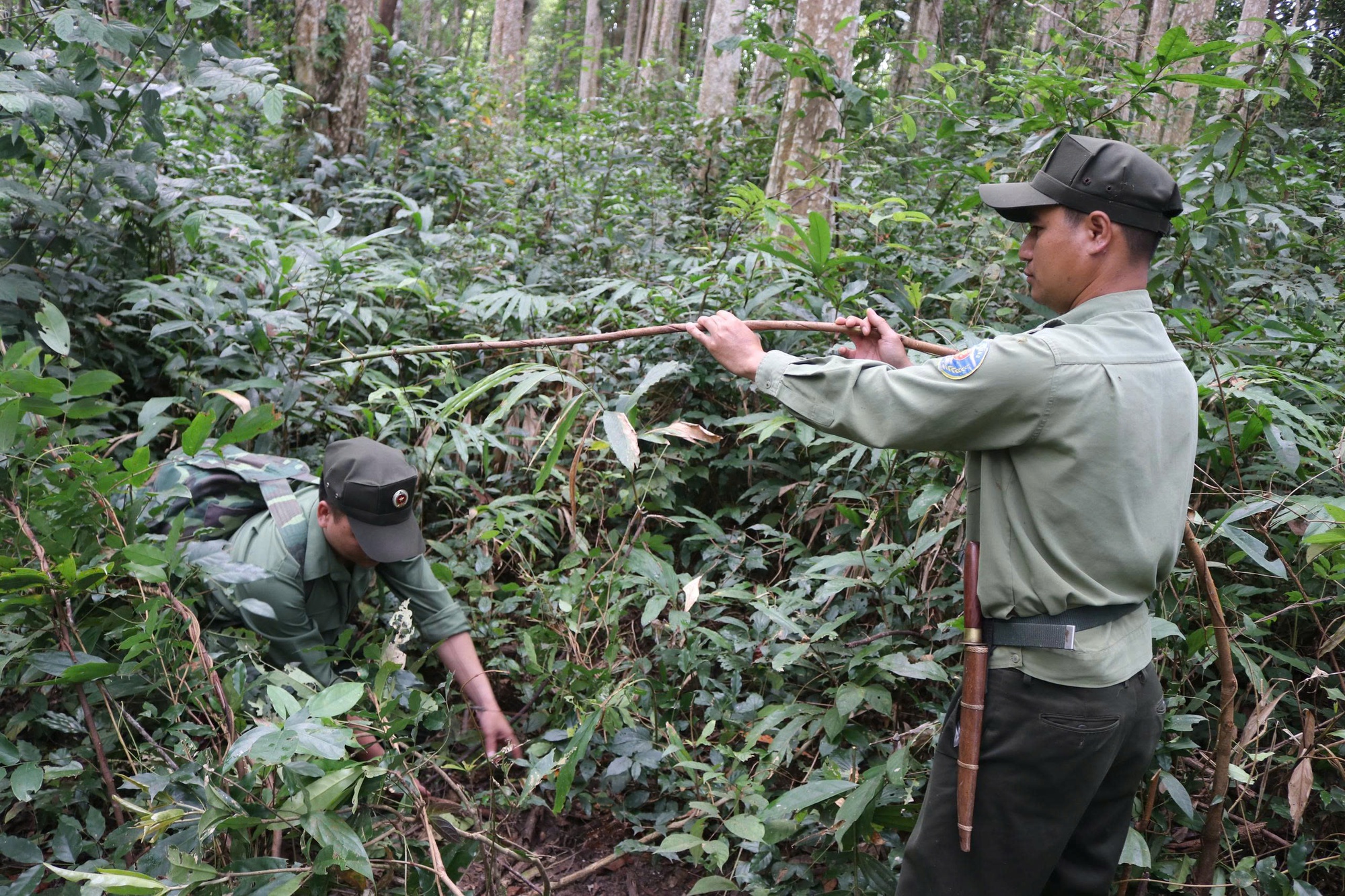 Báu vật Chư Mom Ray: Phục hồi 'kho báu' rừng nguyên sinh- Ảnh 6. Báu vật Chư Mom Ray: Phục hồi 'kho báu' rừng nguyên sinh- Ảnh 6.