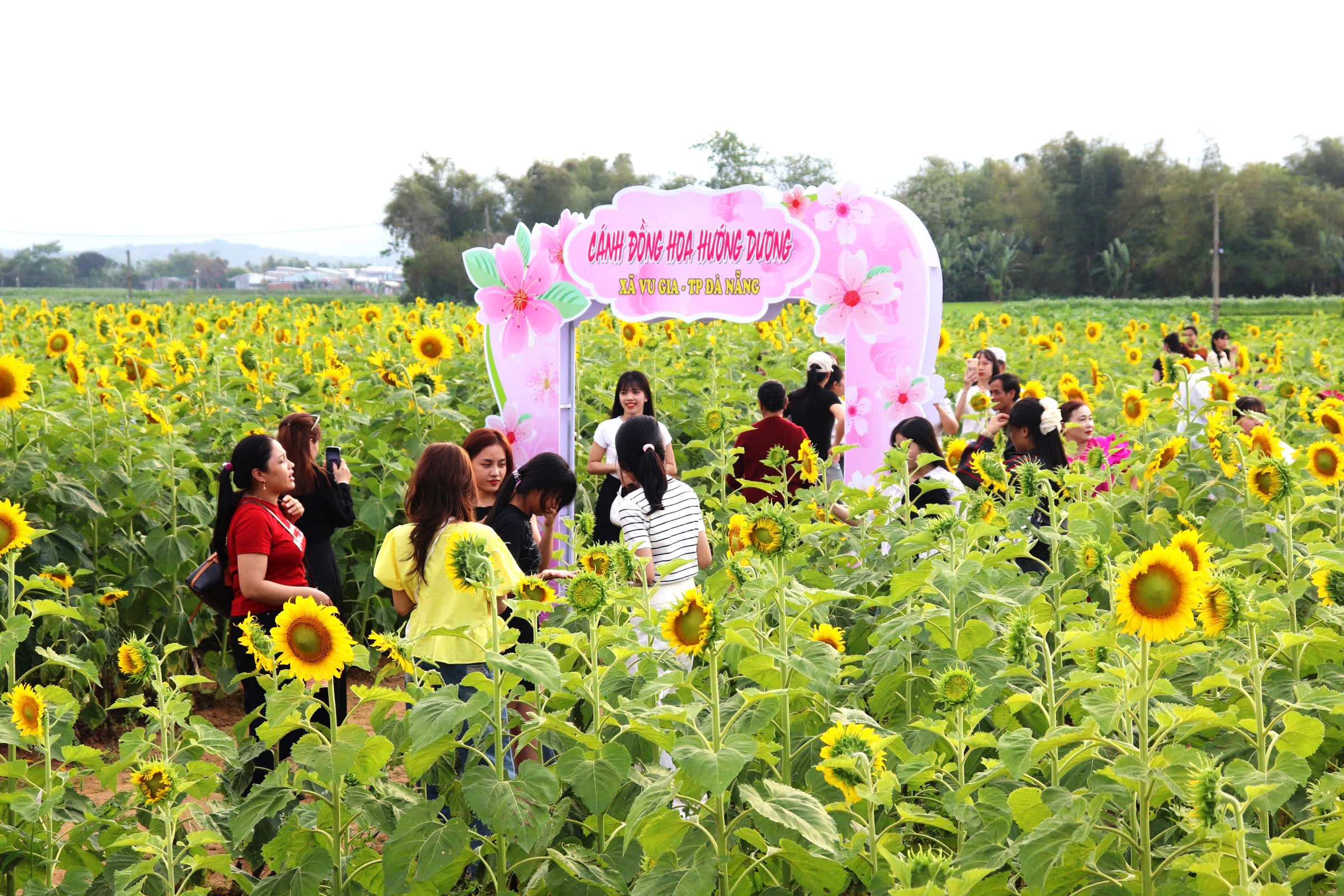 Cánh đồng hoa hướng dương rực vàng bên sông Vu Gia thu hút du khách check - in - Ảnh 3. Cánh đồng hoa hướng dương rực vàng bên sông Vu Gia thu hút du khách check - in - Ảnh 3.
