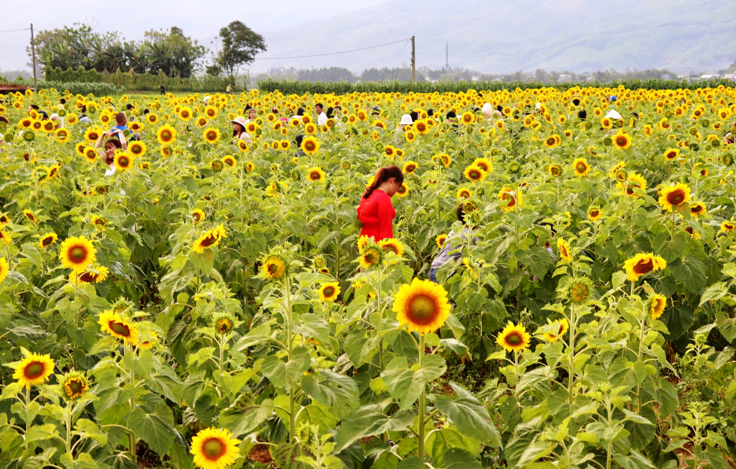 Cánh đồng hoa hướng dương rực vàng bên sông Vu Gia thu hút du khách check - in - Ảnh 1. Cánh đồng hoa hướng dương rực vàng bên sông Vu Gia thu hút du khách check - in - Ảnh 1.
