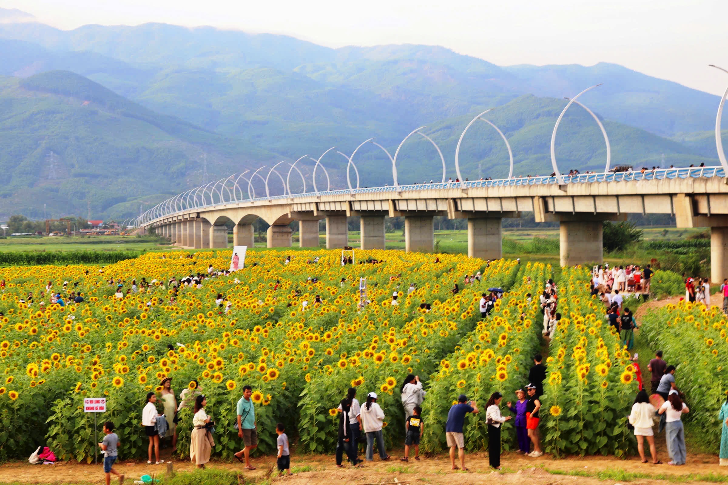Cánh đồng hoa hướng dương rực vàng bên sông Vu Gia thu hút du khách check - in - Ảnh 5. Cánh đồng hoa hướng dương rực vàng bên sông Vu Gia thu hút du khách check - in - Ảnh 5.