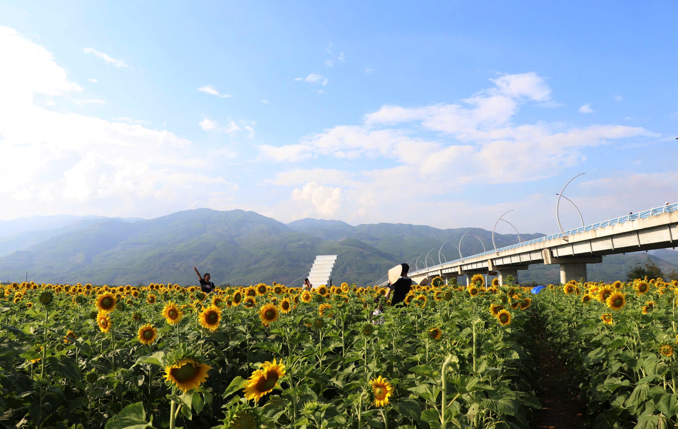 Cánh đồng hoa hướng dương rực vàng bên sông Vu Gia thu hút du khách check - in - Ảnh 4. Cánh đồng hoa hướng dương rực vàng bên sông Vu Gia thu hút du khách check - in - Ảnh 4.