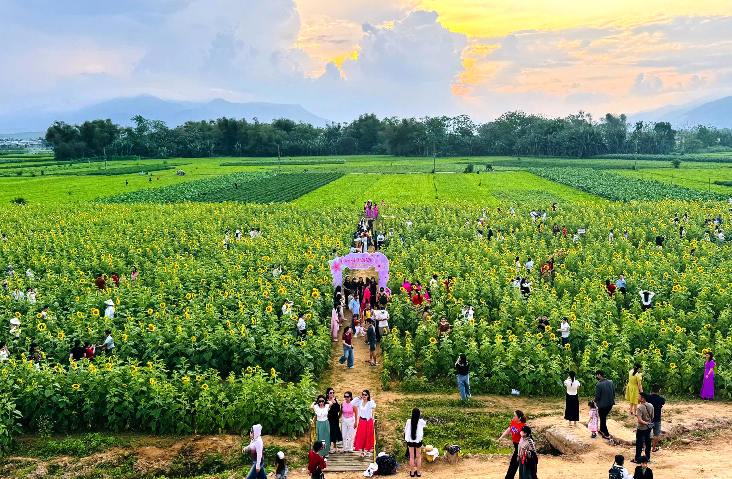 Cánh đồng hoa hướng dương rực vàng bên sông Vu Gia thu hút du khách check - in - Ảnh 2. Cánh đồng hoa hướng dương rực vàng bên sông Vu Gia thu hút du khách check - in - Ảnh 2.