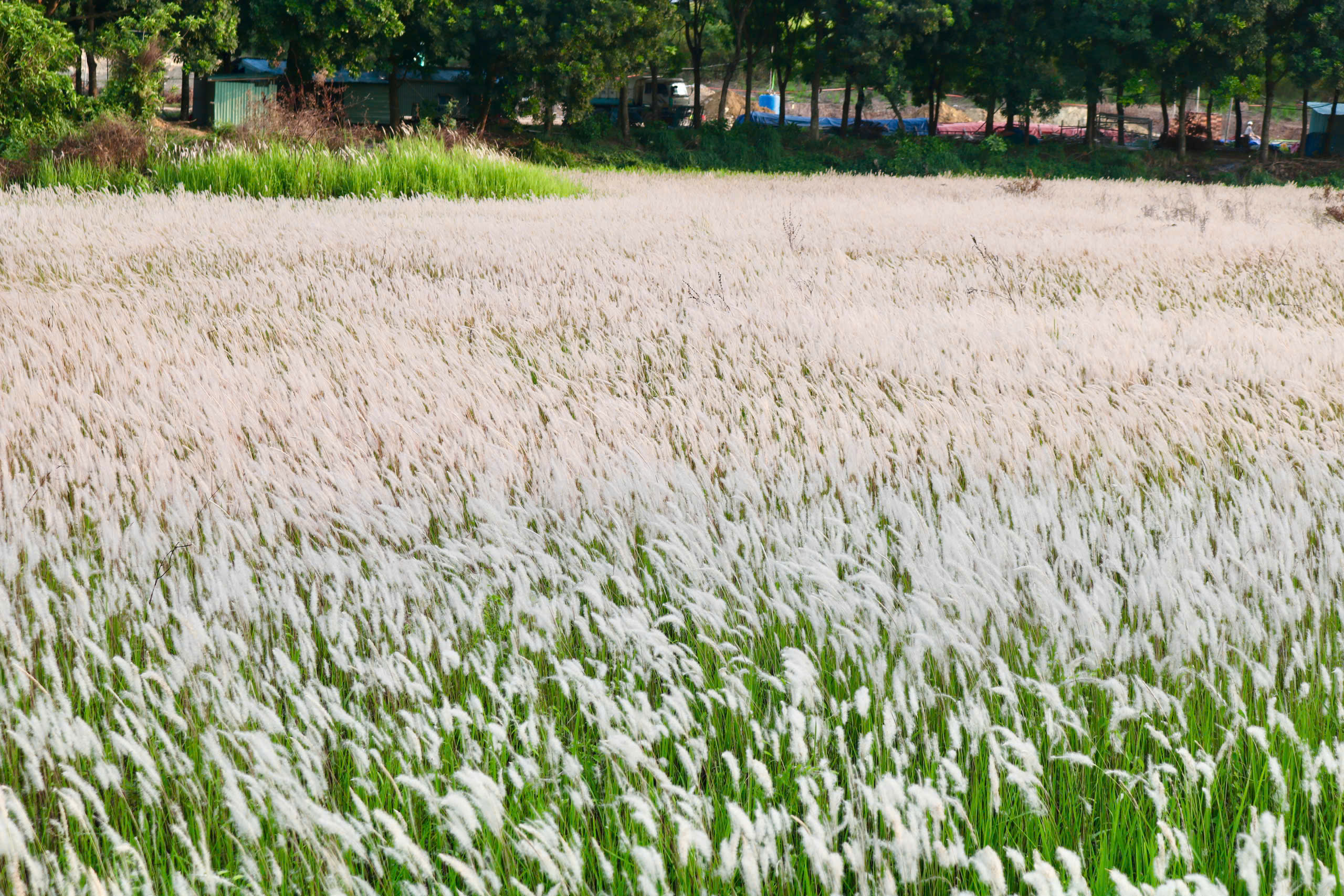 C&aacute;nh đồng cỏ lau nở trắng x&oacute;a khiến nhiều người m&ecirc; mẩn check-in- Ảnh 10.