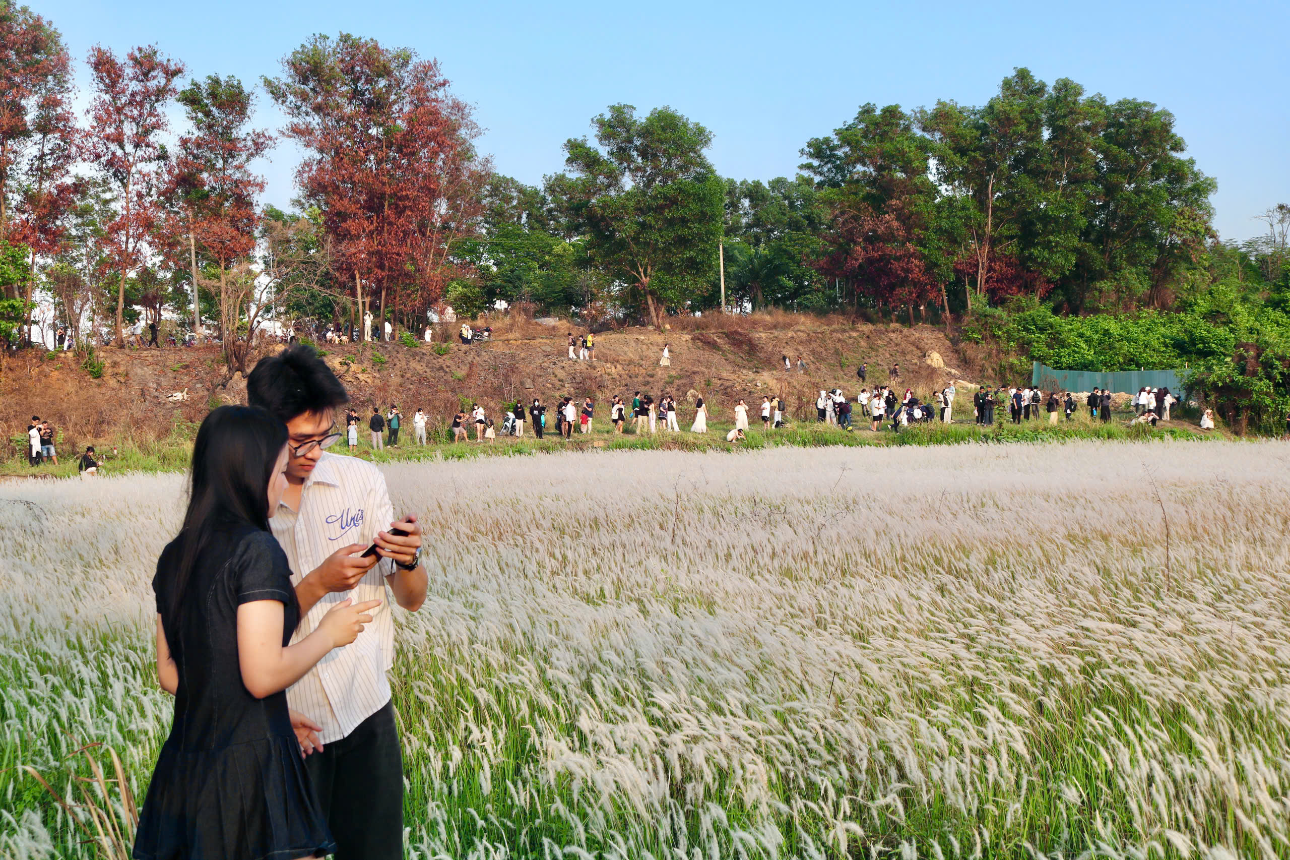 C&aacute;nh đồng cỏ lau nở trắng x&oacute;a khiến nhiều người m&ecirc; mẩn check-in- Ảnh 1.