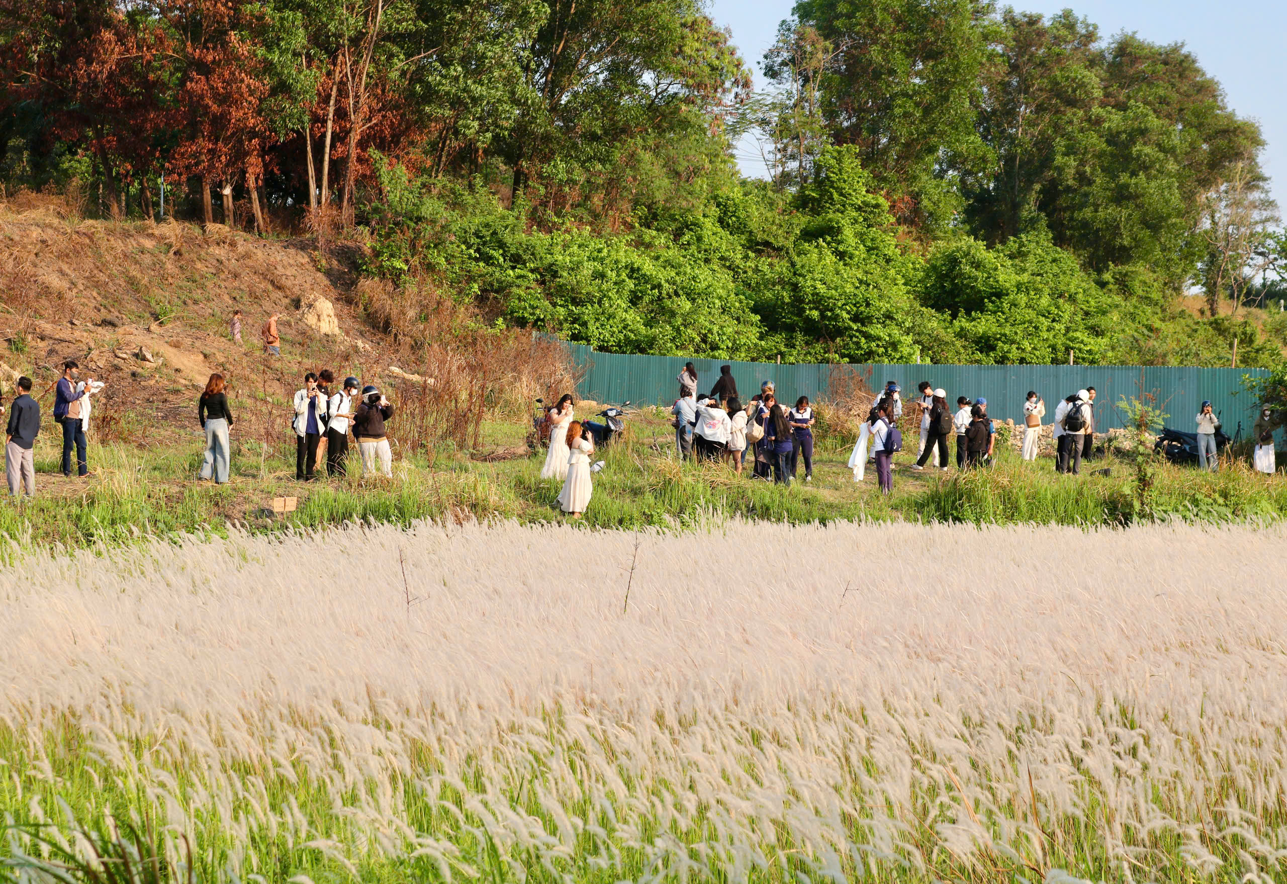 C&aacute;nh đồng cỏ lau nở trắng x&oacute;a khiến nhiều người m&ecirc; mẩn check-in- Ảnh 5.