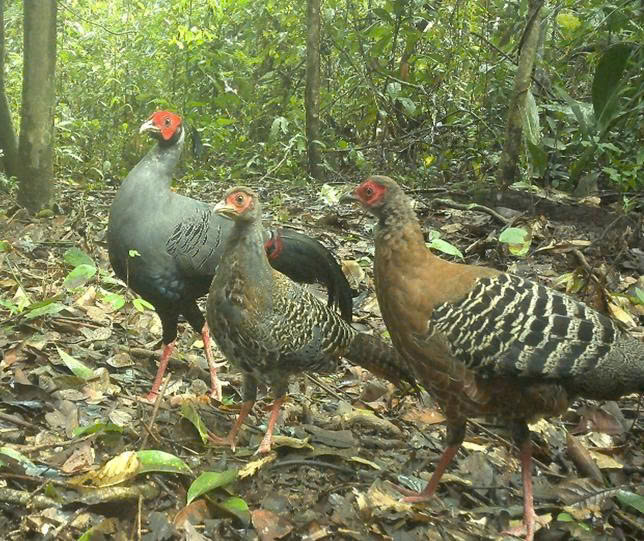 Báu vật Chư Mom Ray: Đợi thú hoang trở lại - Ảnh 1.