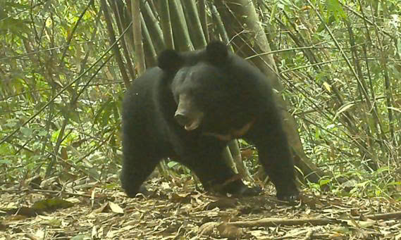 B&aacute;u vật Chư Mom Ray: Đợi th&uacute; hoang trở lại - Ảnh 3.