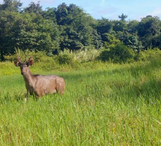 B&aacute;u vật Chư Mom Ray: Đợi th&uacute; hoang trở lại - Ảnh 5.
