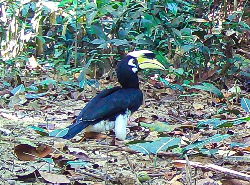 Lần đầu phát hiện rái cá, chim hồng hoàng qua bẫy ảnh ở Chư Mom Ray - Ảnh 2.