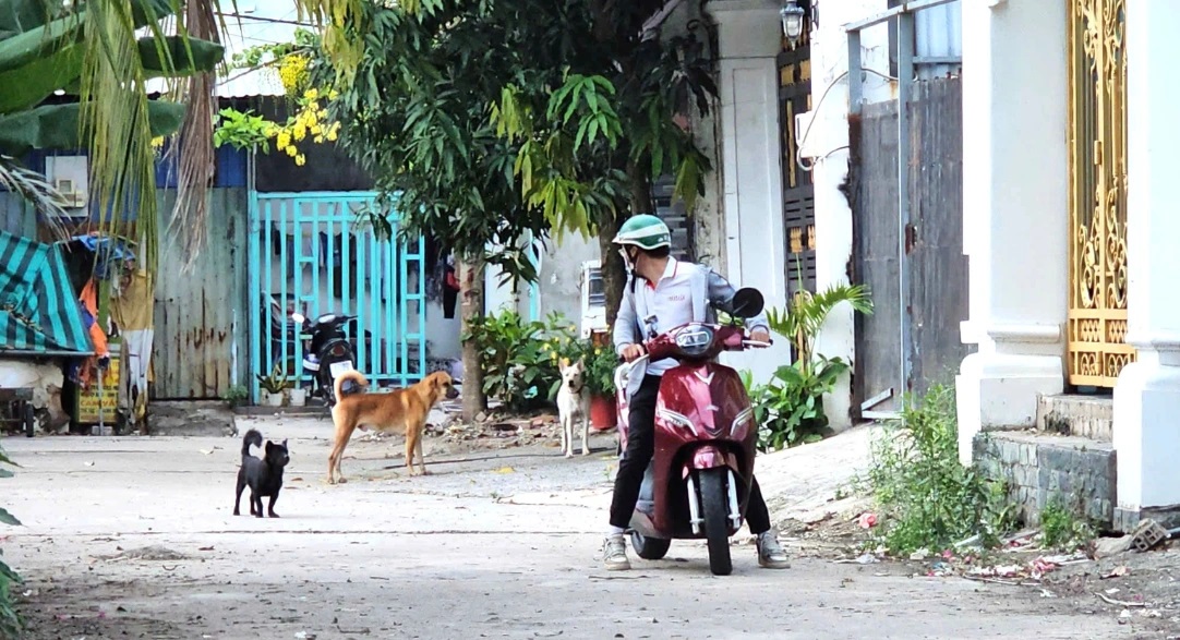 Cần giải ph&aacute;p mạnh tay với nạn ch&oacute; thả r&ocirc;ng g&acirc;y tai nạn giao th&ocirc;ng 2026 - Ảnh 1.