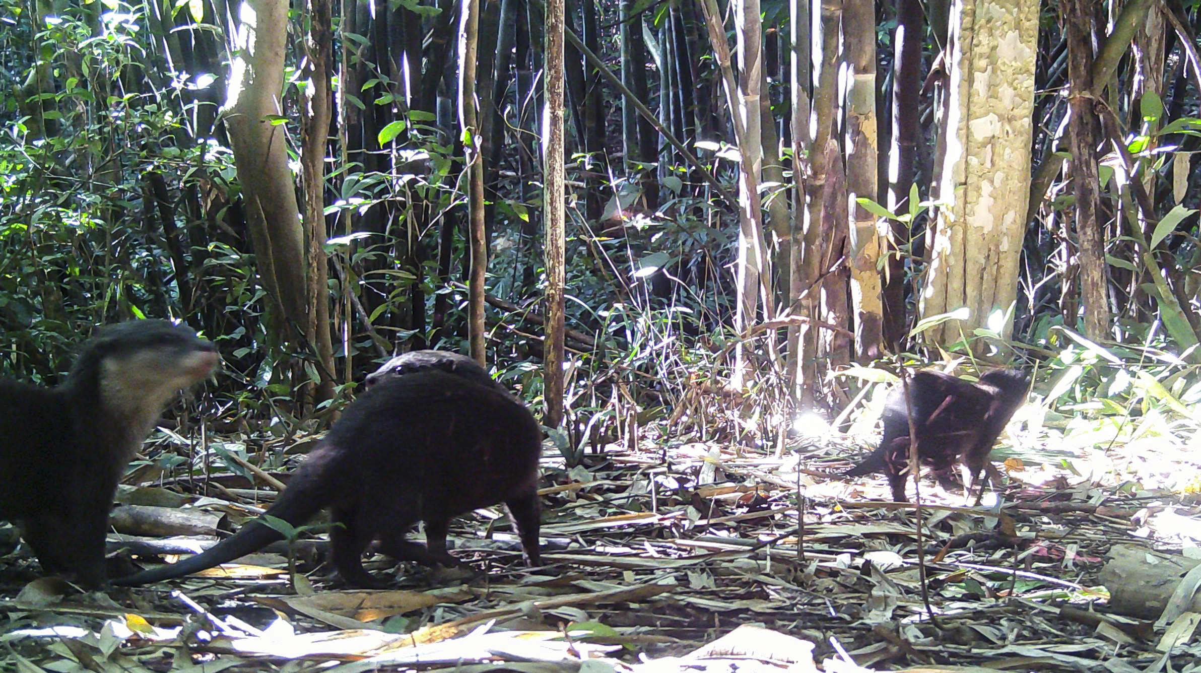 Lần đầu phát hiện rái cá, chim hồng hoàng qua bẫy ảnh ở Chư Mom Ray - Ảnh 1.