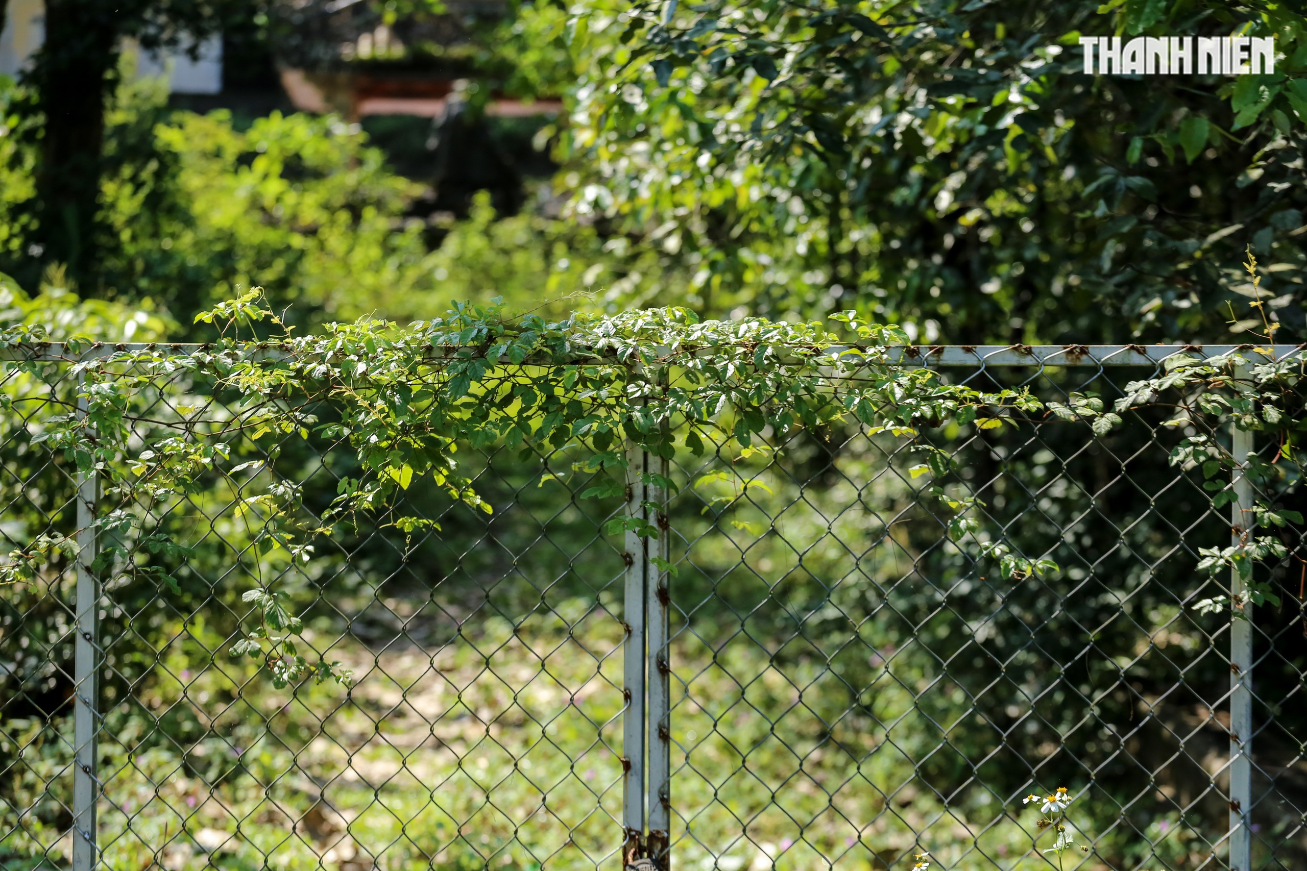 Biệt thự chứng t&iacute;ch của 'l&atilde;nh ch&uacute;a miền Trung' Ng&ocirc; Đ&igrave;nh Cẩn ở Huế đang thế n&agrave;o?- Ảnh 15.