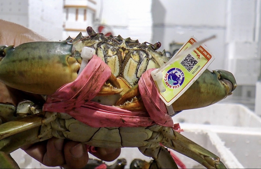 Khi cua Năm Căn có 'lý lịch': Mã QR giúp giữ lại giá trị thật - Ảnh 1.