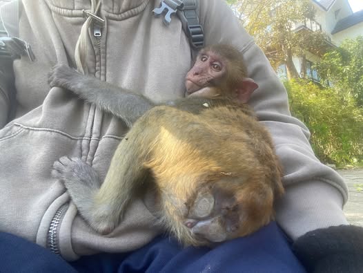 Khỉ bị cắt đu&ocirc;i v&agrave; những hệ lụy đau l&ograve;ng từ việc nu&ocirc;i nhốt động vật hoang d&atilde; - Ảnh 2.