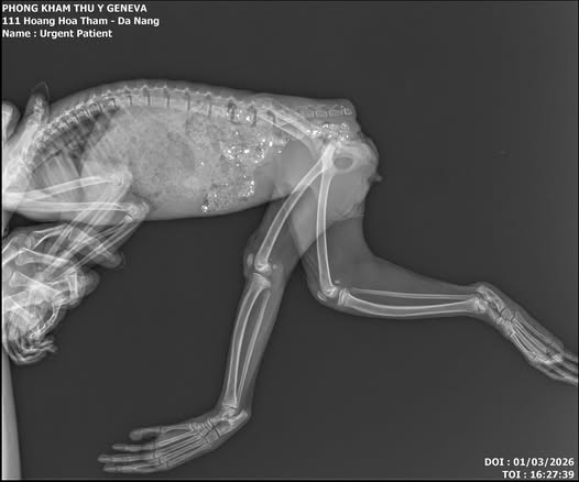 Khỉ bị cắt đu&ocirc;i v&agrave; những hệ lụy đau l&ograve;ng từ việc nu&ocirc;i nhốt động vật hoang d&atilde; - Ảnh 3.