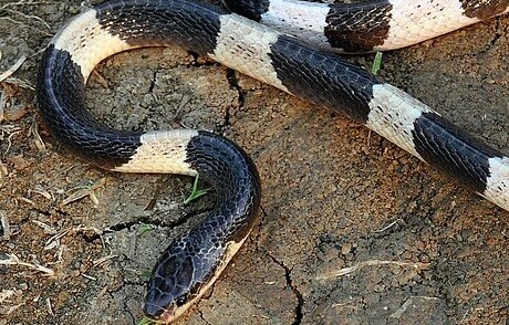 Cứu sống bé gái bị rắn độc cắn nhờ huyết thanh gửi bằng máy bay- Ảnh 3. Cứu sống bé gái bị rắn độc cắn nhờ huyết thanh gửi bằng máy bay- Ảnh 3.