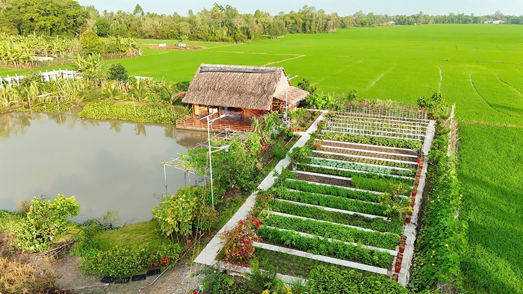 Khám phá mảnh vườn triệu view của cô Hồng miền Tây năm 2026 - Ảnh 1. Khám phá mảnh vườn triệu view của cô Hồng miền Tây năm 2026 - Ảnh 1.