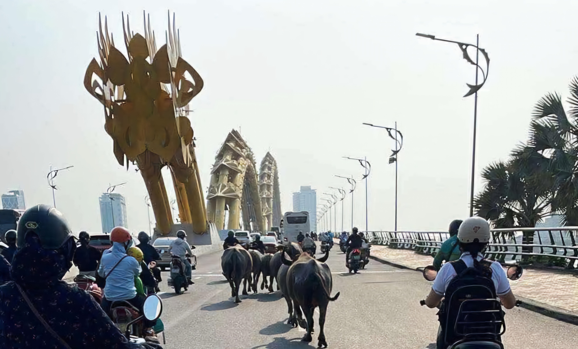 Đàn trâu chạy qua cầu Rồng, 'dạo phố' trung tâm Đà Nẵng- Ảnh 1.