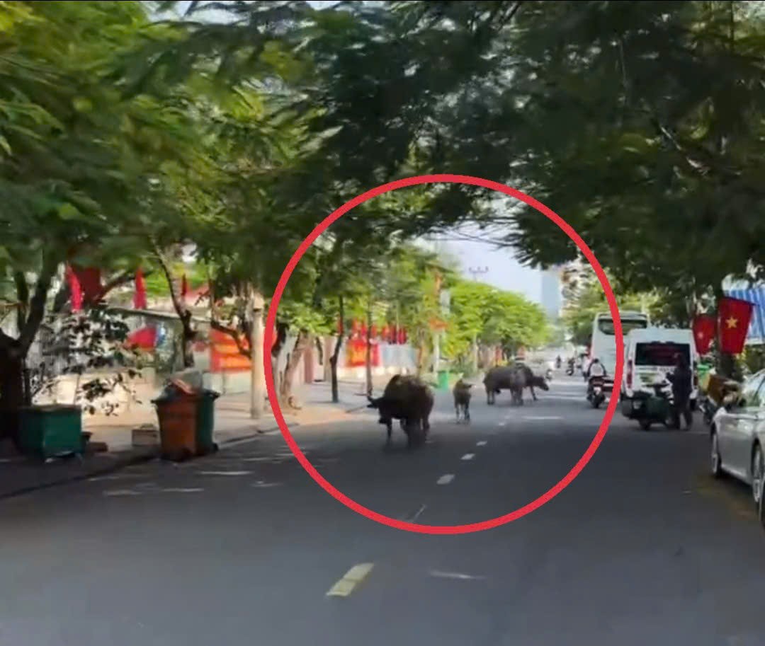 Đàn trâu chạy qua cầu Rồng, 'dạo phố' trung tâm Đà Nẵng- Ảnh 2.