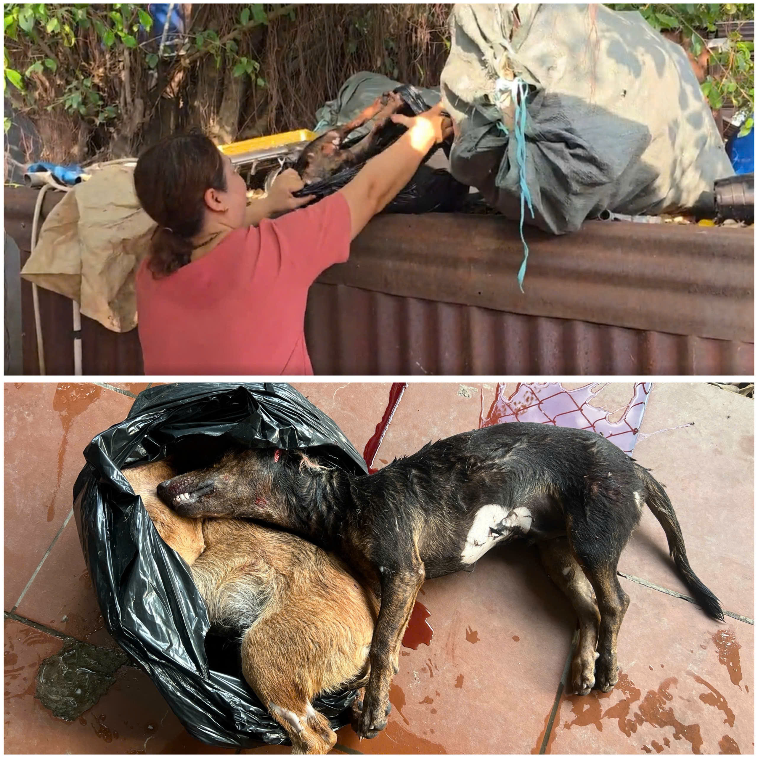 Bí ẩn giết mổ chó mèo trái phép tại TP . HCM năm 2026 - Ảnh 3. Bí ẩn giết mổ chó mèo trái phép tại TP . HCM năm 2026 - Ảnh 3.