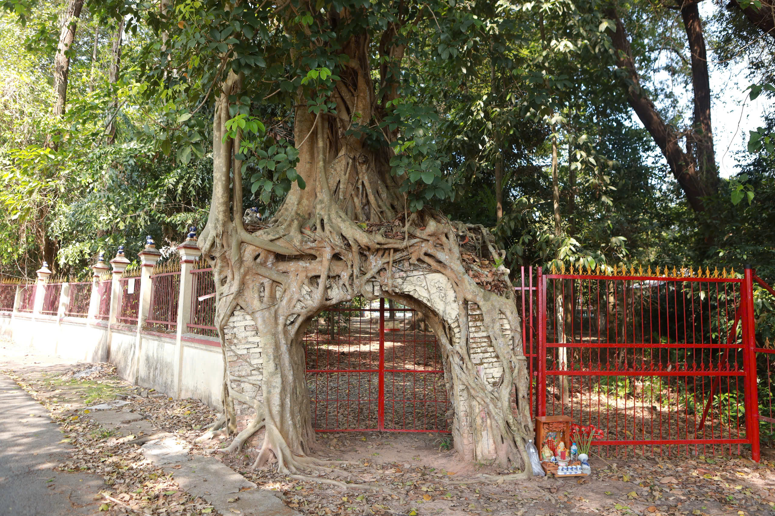 Cây đa trăm tuổi ôm cổng đình Tân An , chứng nhân lịch sử TP . HCM - Ảnh 1. Cây đa trăm tuổi ôm cổng đình Tân An , chứng nhân lịch sử TP . HCM - Ảnh 1.