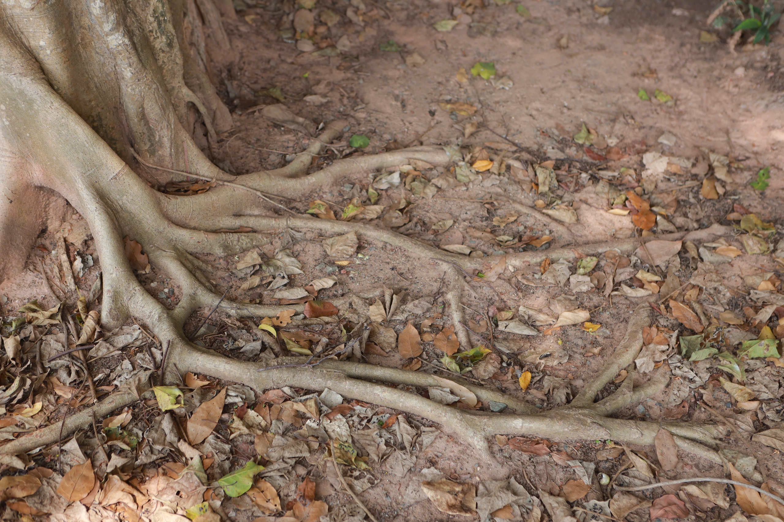 Cây đa trăm tuổi ôm cổng đình Tân An , chứng nhân lịch sử TP . HCM - Ảnh 6. Cây đa trăm tuổi ôm cổng đình Tân An , chứng nhân lịch sử TP . HCM - Ảnh 6.