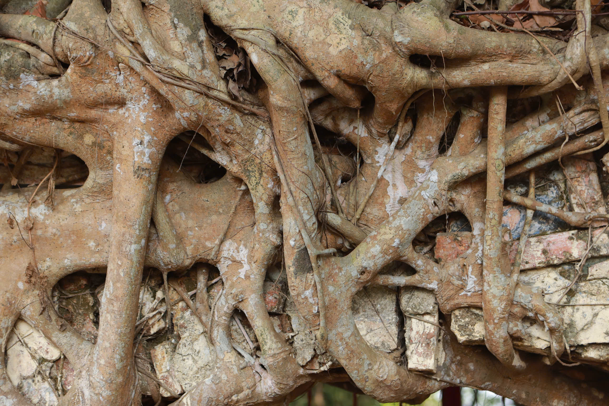 Cây đa trăm tuổi ôm cổng đình Tân An , chứng nhân lịch sử TP . HCM - Ảnh 5. Cây đa trăm tuổi ôm cổng đình Tân An , chứng nhân lịch sử TP . HCM - Ảnh 5.