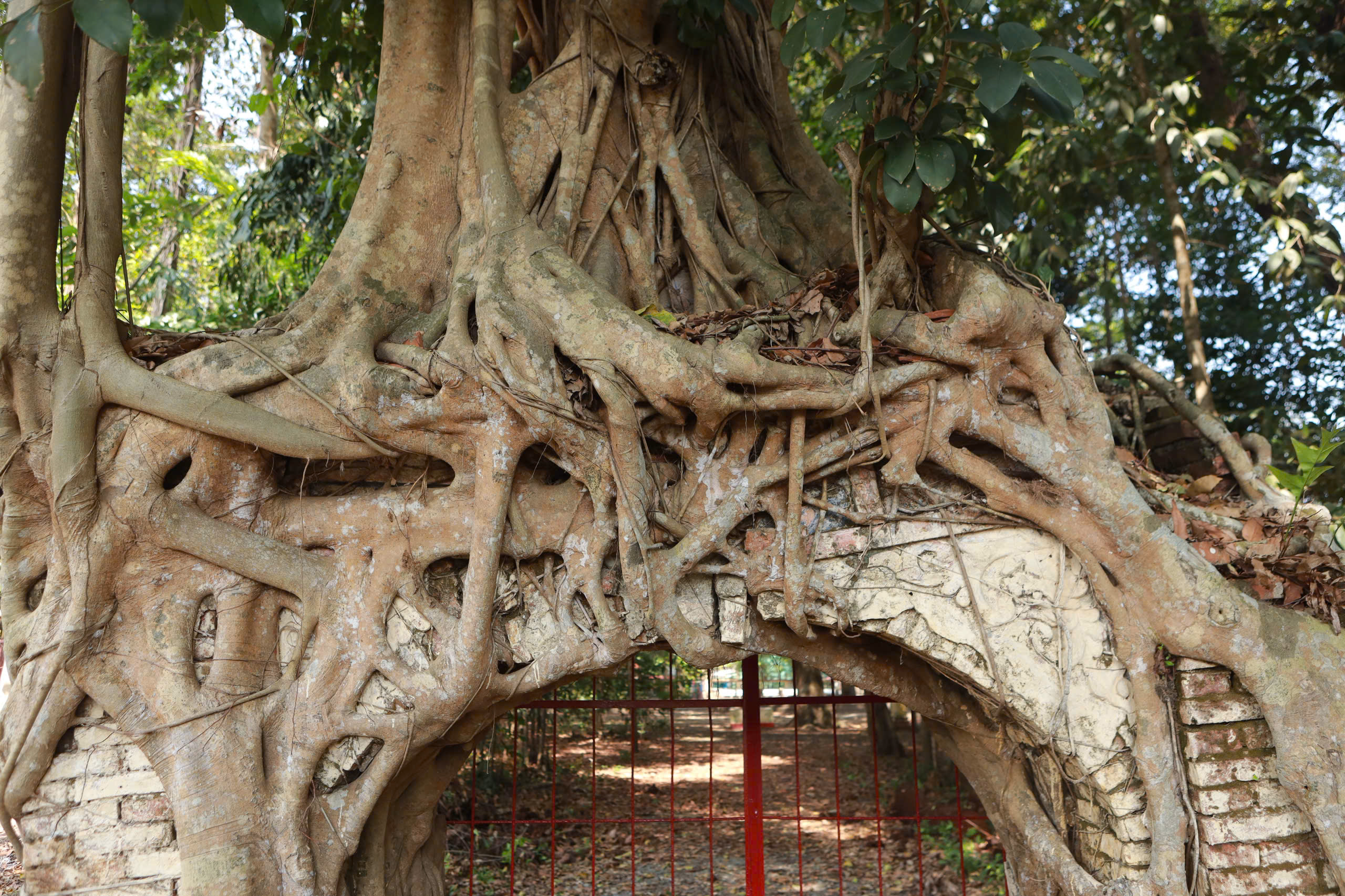 Cây đa trăm tuổi ôm cổng đình Tân An , chứng nhân lịch sử TP . HCM - Ảnh 4. Cây đa trăm tuổi ôm cổng đình Tân An , chứng nhân lịch sử TP . HCM - Ảnh 4.