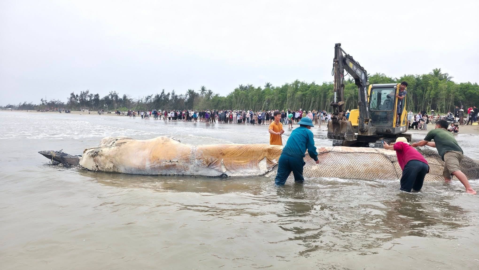 Xác cá voi nặng gần 5 tấn trôi dạt vào bãi biển Nghệ An- Ảnh 1. Xác cá voi nặng gần 5 tấn trôi dạt vào bãi biển Nghệ An- Ảnh 1.