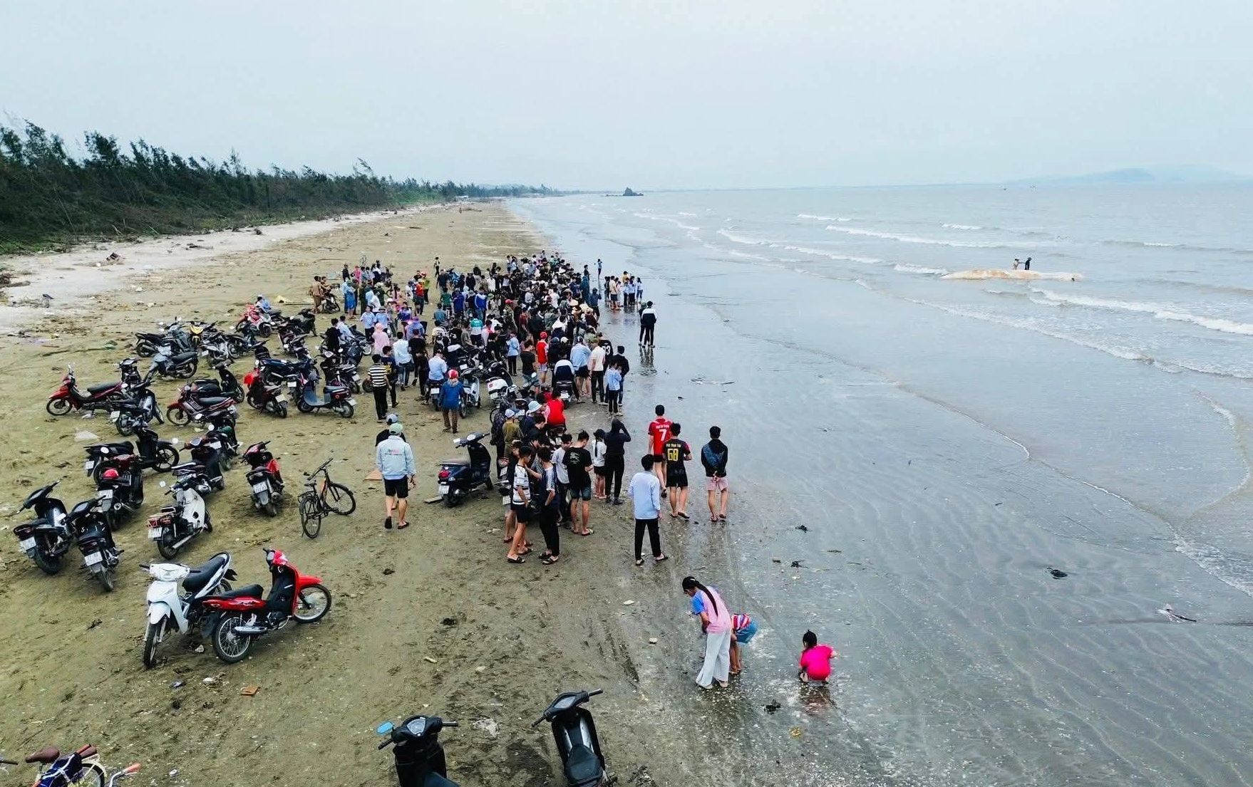 Xác cá voi nặng gần 5 tấn trôi dạt vào bãi biển Nghệ An- Ảnh 2. Xác cá voi nặng gần 5 tấn trôi dạt vào bãi biển Nghệ An- Ảnh 2.