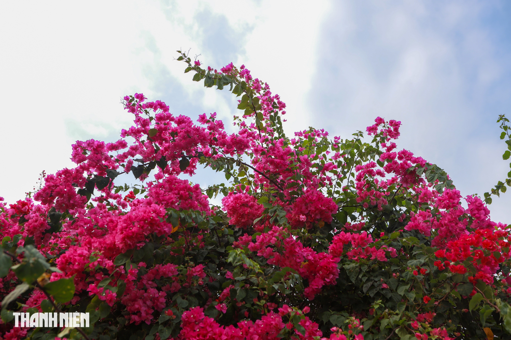 Bức tường hoa giấy khổng lồ thu hút giới trẻ check - in tại TP . HCM - Ảnh 6. Bức tường hoa giấy khổng lồ thu hút giới trẻ check - in tại TP . HCM - Ảnh 6.