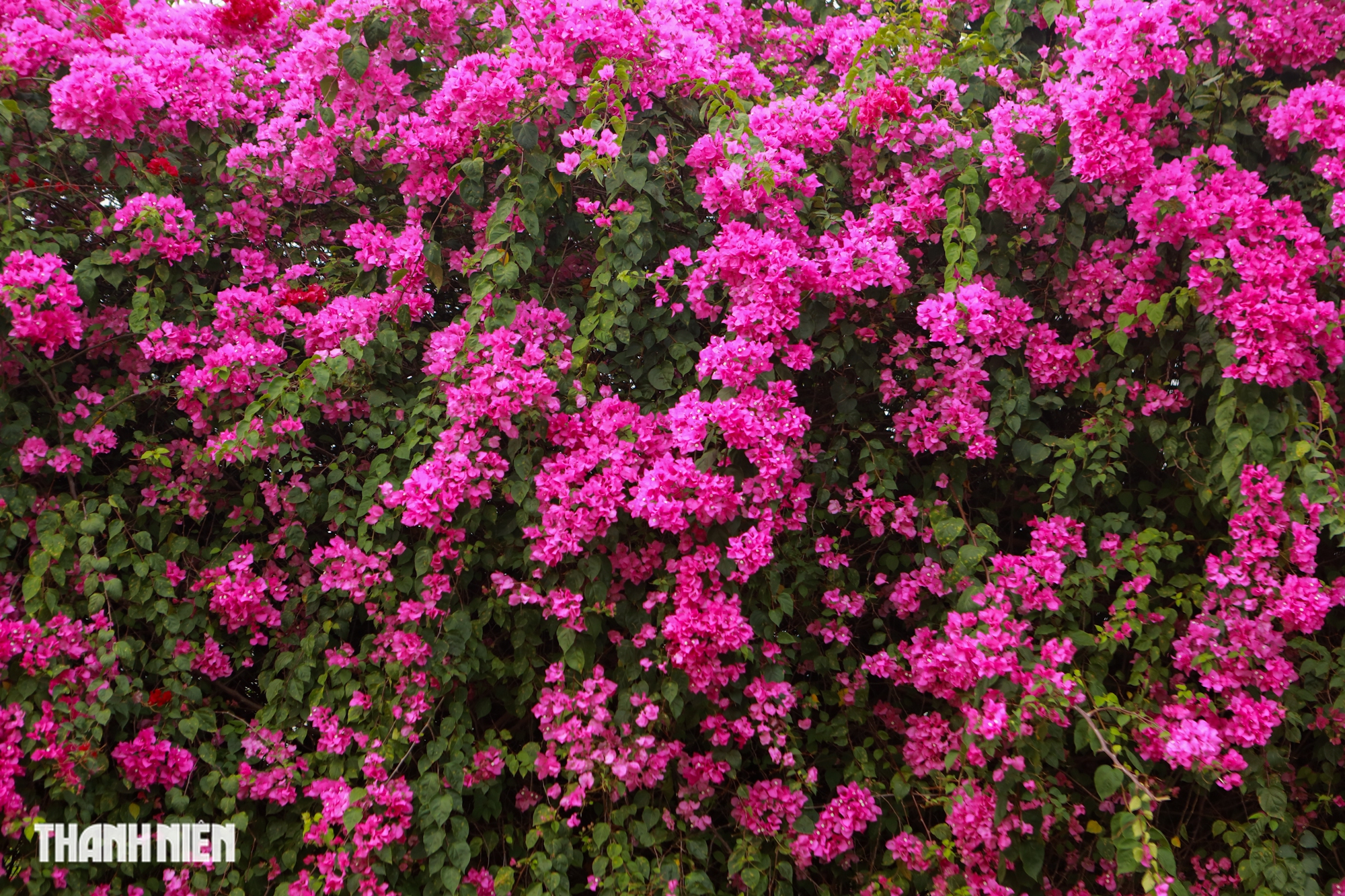 Bức tường hoa giấy khổng lồ thu hút giới trẻ check - in tại TP . HCM - Ảnh 2. Bức tường hoa giấy khổng lồ thu hút giới trẻ check - in tại TP . HCM - Ảnh 2.