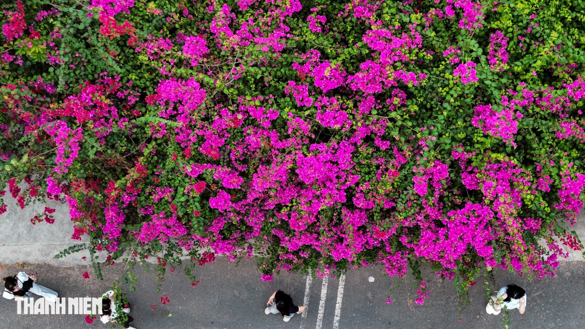 Bức tường hoa giấy khổng lồ thu hút giới trẻ check - in tại TP . HCM - Ảnh 10. Bức tường hoa giấy khổng lồ thu hút giới trẻ check - in tại TP . HCM - Ảnh 10.