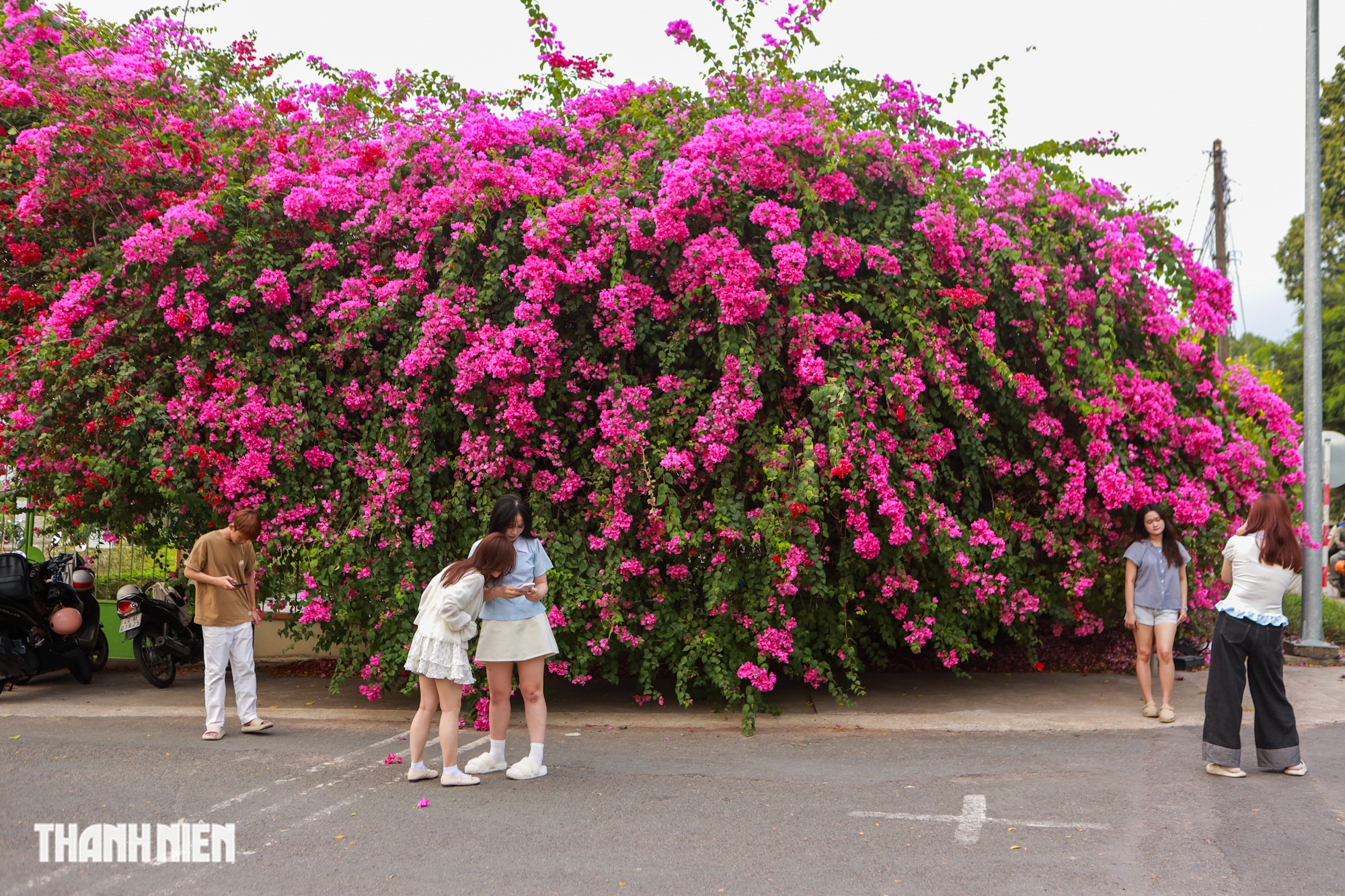 Bức tường hoa giấy khổng lồ thu hút giới trẻ check - in tại TP . HCM - Ảnh 1. Bức tường hoa giấy khổng lồ thu hút giới trẻ check - in tại TP . HCM - Ảnh 1.