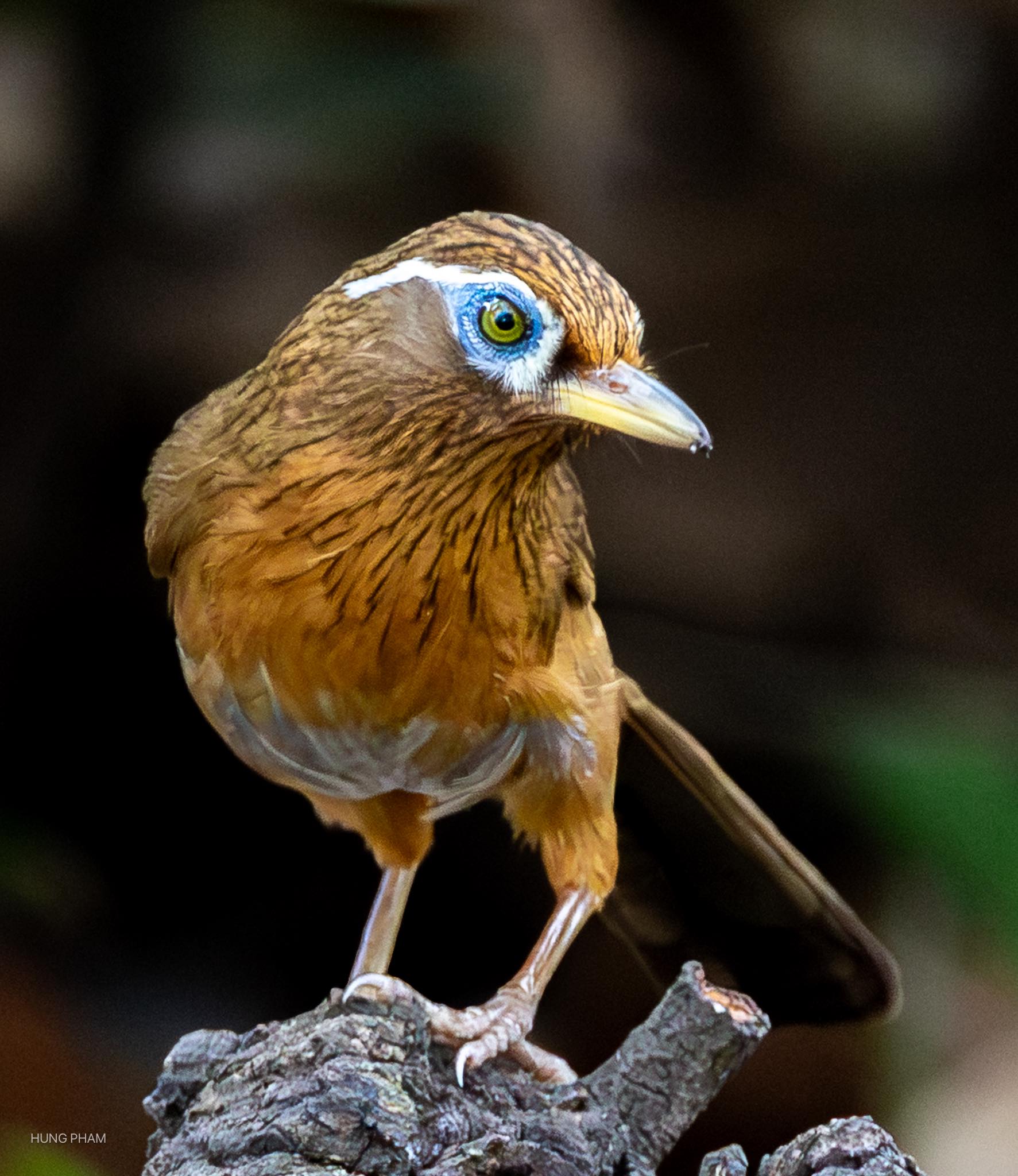 Chim xuất hiện tại c&ocirc;ng vi&ecirc;n L&yacute; Th&aacute;i Tổ tạo khung cảnh b&igrave;nh y&ecirc;n cho người d&acirc;n TP . HCM - Ảnh 5.