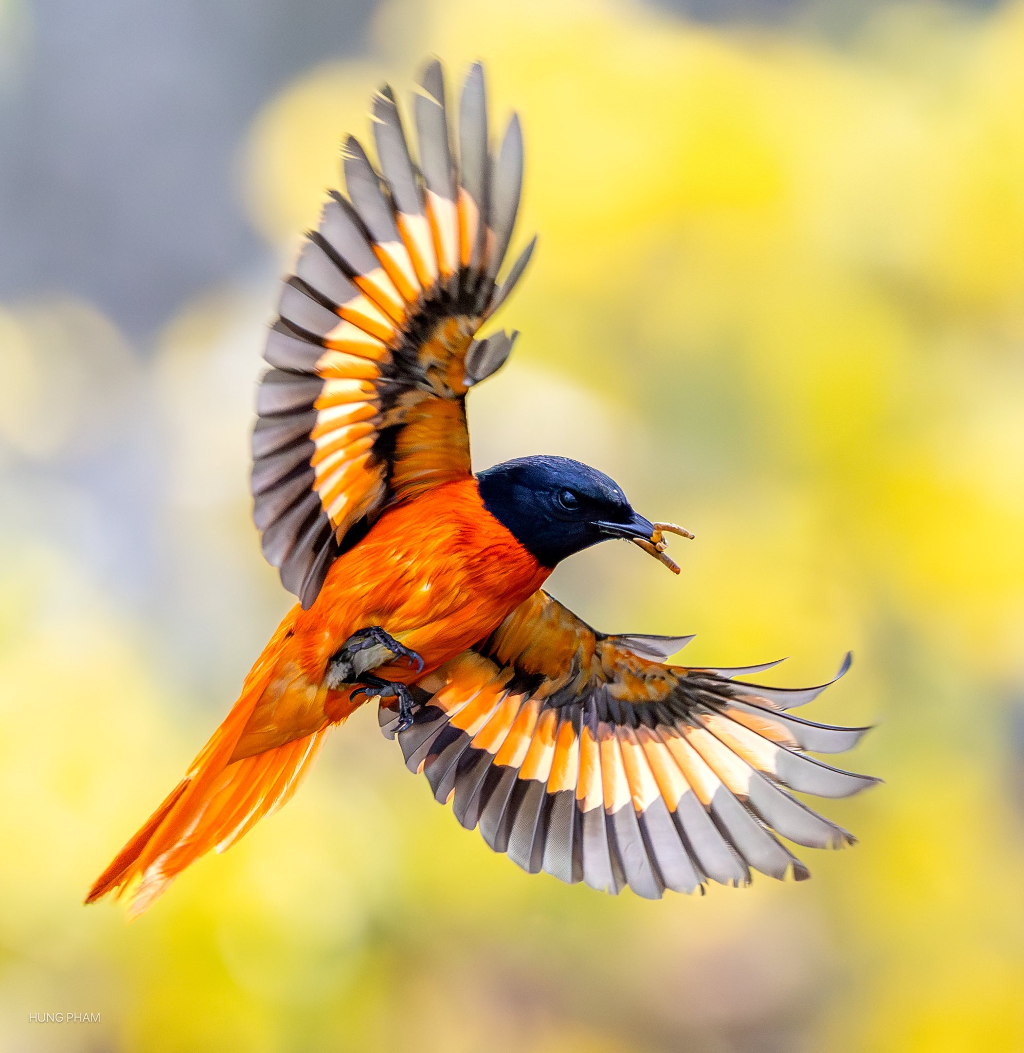 Chim xuất hiện tại c&ocirc;ng vi&ecirc;n L&yacute; Th&aacute;i Tổ tạo khung cảnh b&igrave;nh y&ecirc;n cho người d&acirc;n TP . HCM - Ảnh 3.