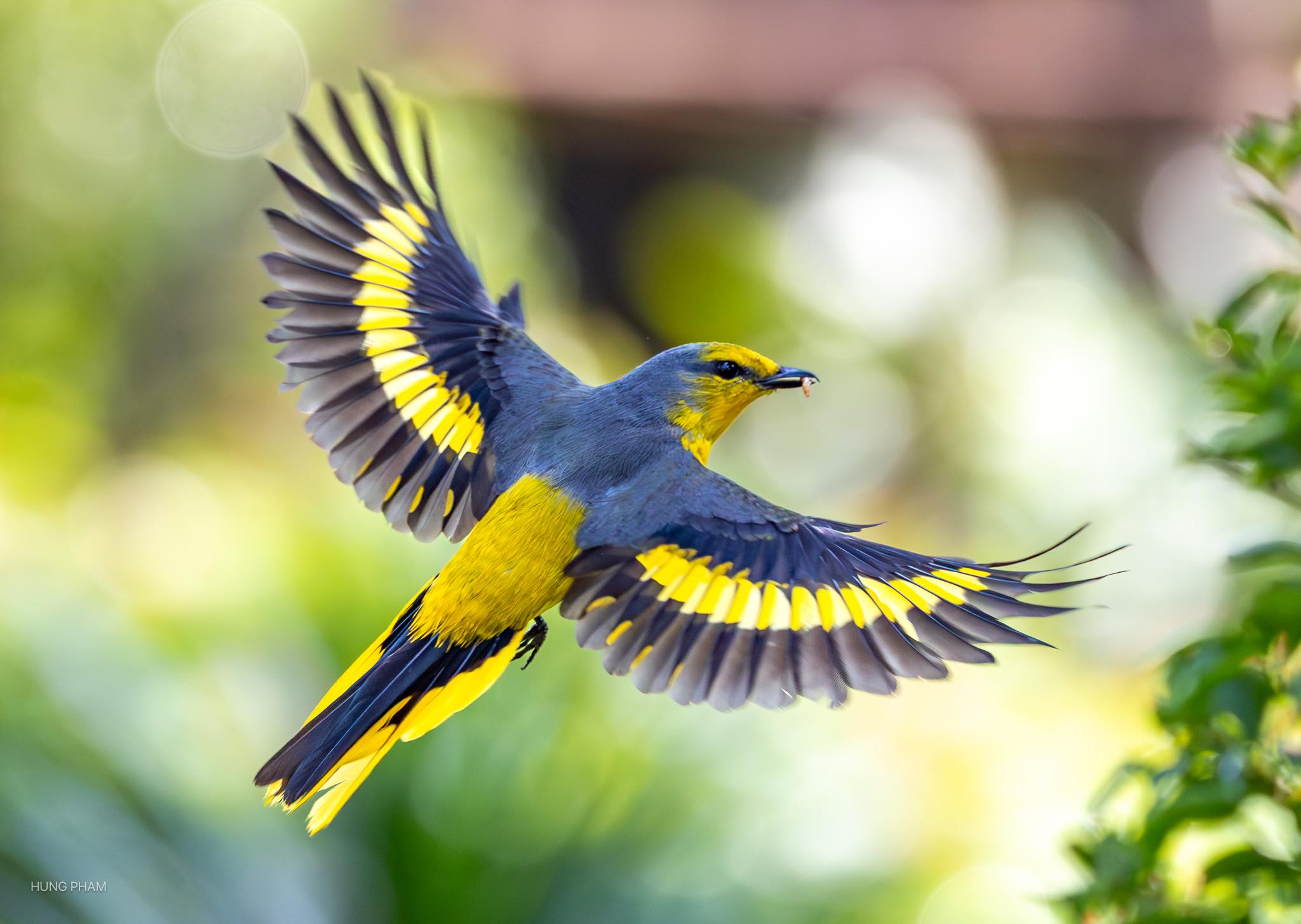 Chim xuất hiện tại c&ocirc;ng vi&ecirc;n L&yacute; Th&aacute;i Tổ tạo khung cảnh b&igrave;nh y&ecirc;n cho người d&acirc;n TP . HCM - Ảnh 4.