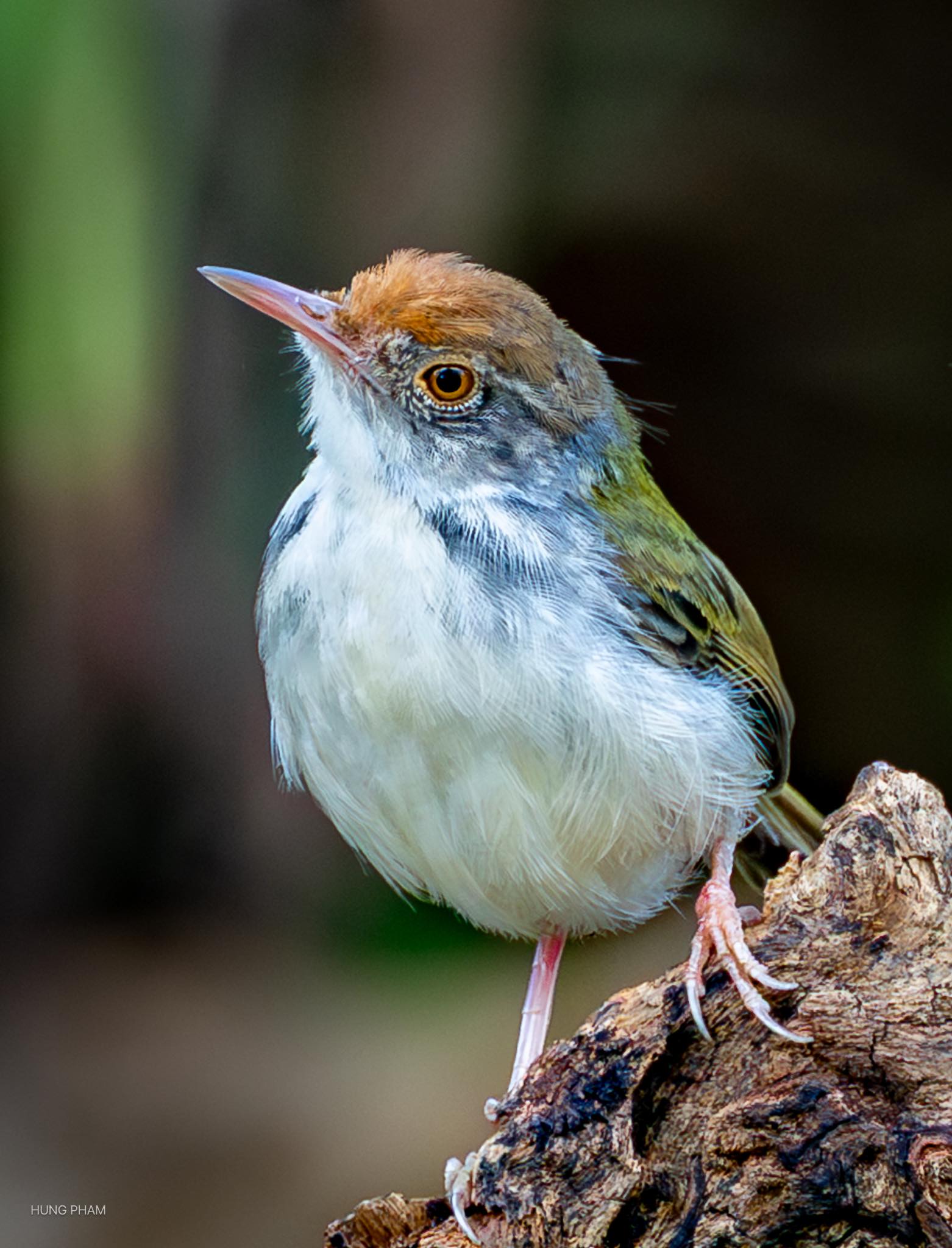 Chim xuất hiện tại c&ocirc;ng vi&ecirc;n L&yacute; Th&aacute;i Tổ tạo khung cảnh b&igrave;nh y&ecirc;n cho người d&acirc;n TP . HCM - Ảnh 6.