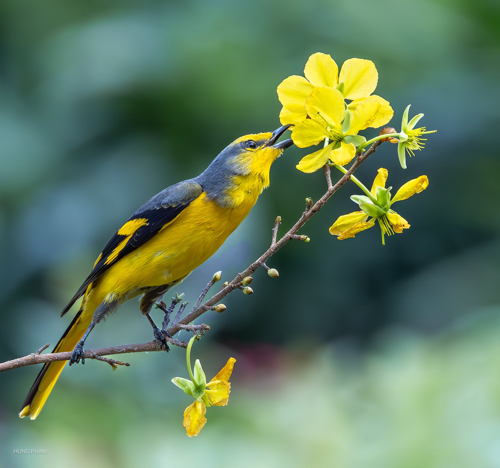 Chim xuất hiện tại c&ocirc;ng vi&ecirc;n L&yacute; Th&aacute;i Tổ tạo khung cảnh b&igrave;nh y&ecirc;n cho người d&acirc;n TP . HCM - Ảnh 1.