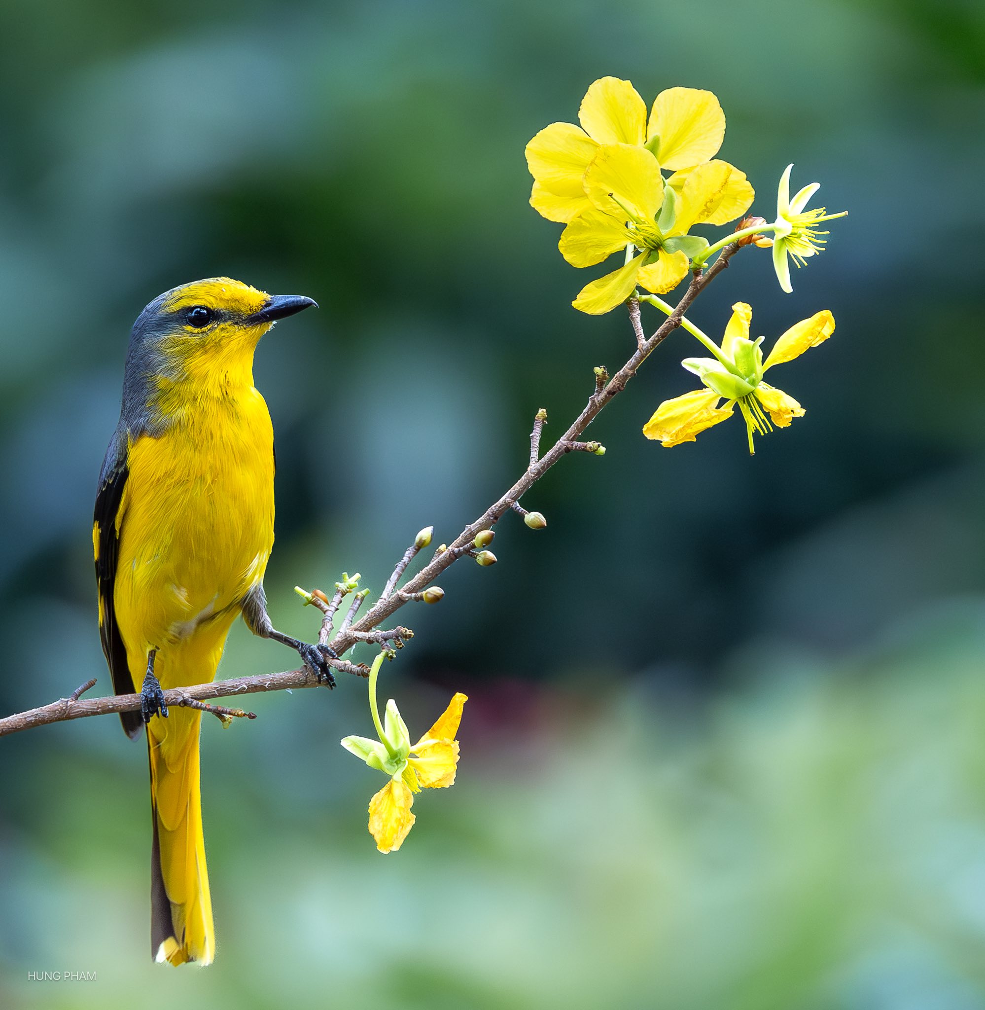 Chim xuất hiện tại c&ocirc;ng vi&ecirc;n L&yacute; Th&aacute;i Tổ tạo khung cảnh b&igrave;nh y&ecirc;n cho người d&acirc;n TP . HCM - Ảnh 2.