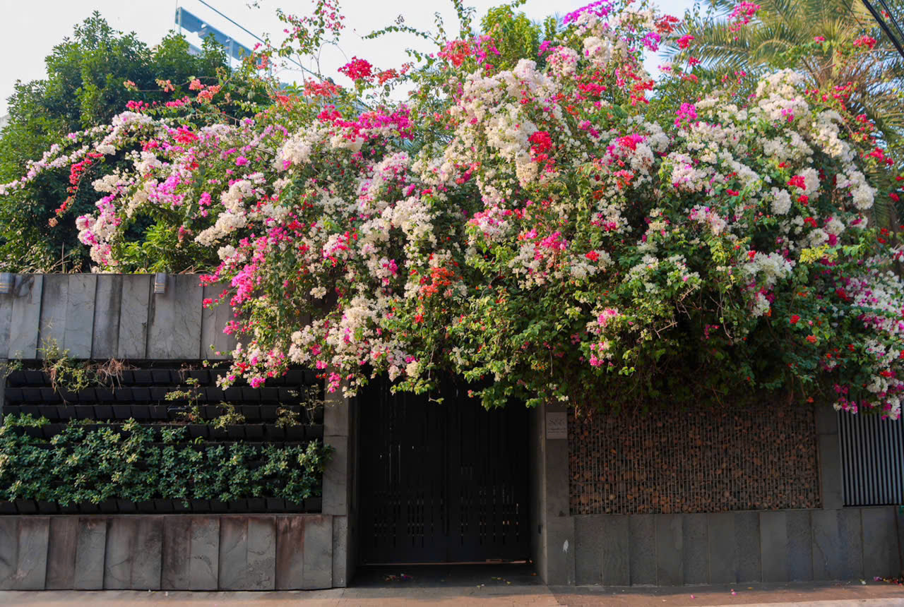 Hoa giấy nở rộ ở TP.HCM: 3 con đường l&ecirc;n h&igrave;nh cực đẹp - Ảnh 6.