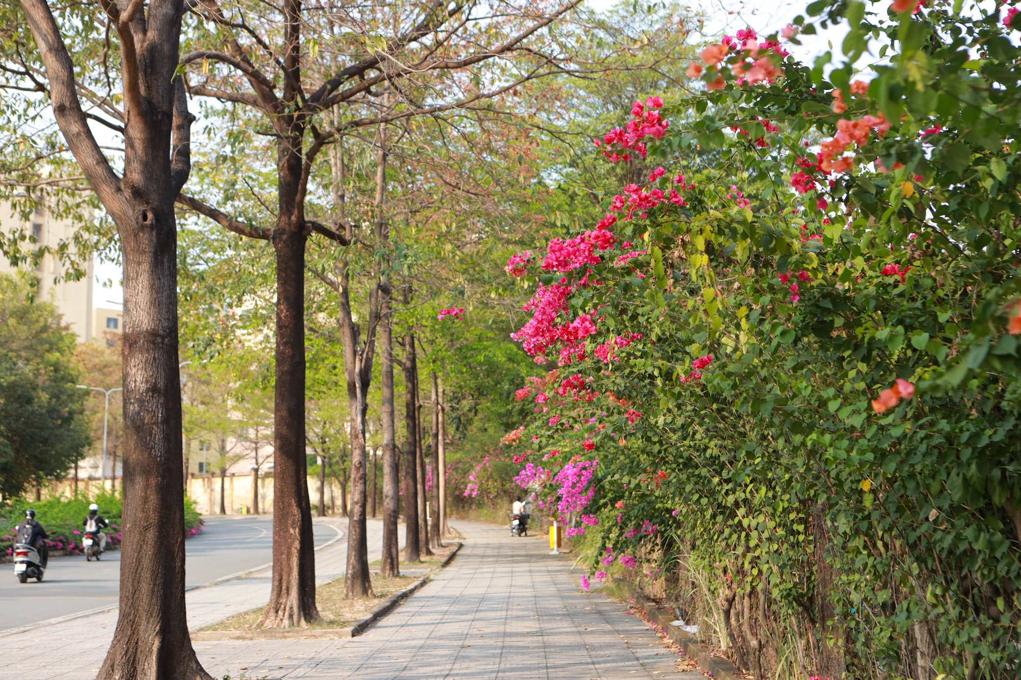 Hoa giấy nở rộ ở TP.HCM: 3 con đường l&ecirc;n h&igrave;nh cực đẹp - Ảnh 10.