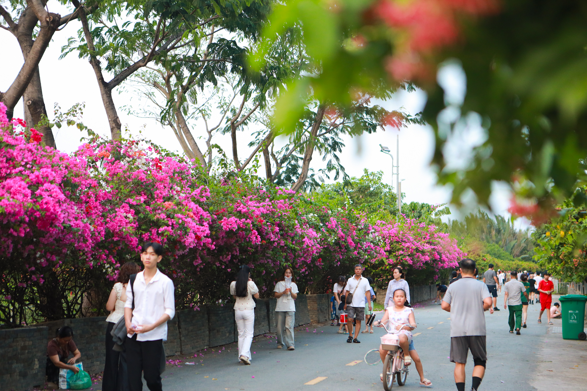 Hoa giấy nở rộ ở TP.HCM: 3 con đường l&ecirc;n h&igrave;nh cực đẹp - Ảnh 4.