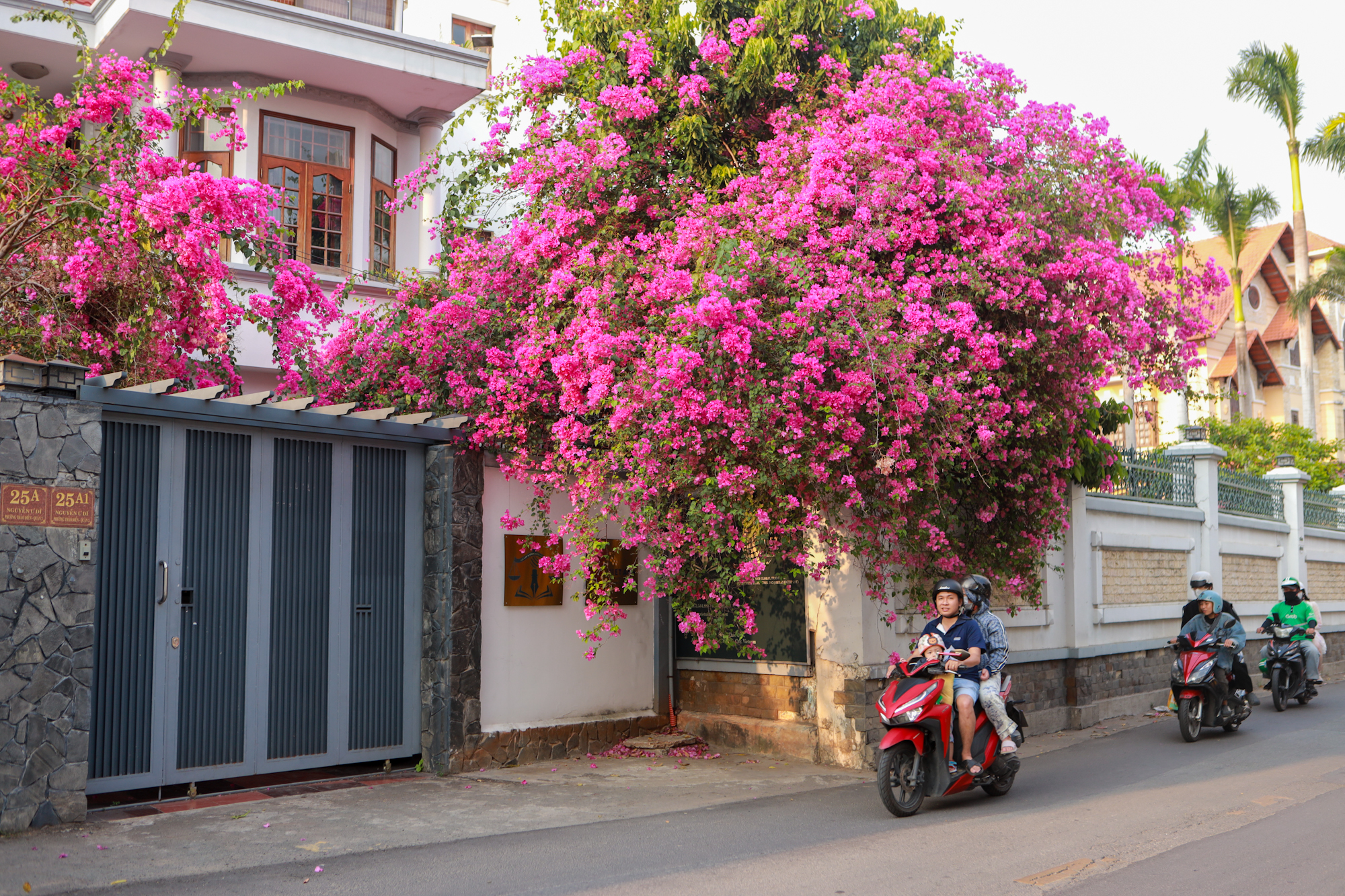 Hoa giấy nở rộ ở TP.HCM: 3 con đường l&ecirc;n h&igrave;nh cực đẹp - Ảnh 7.