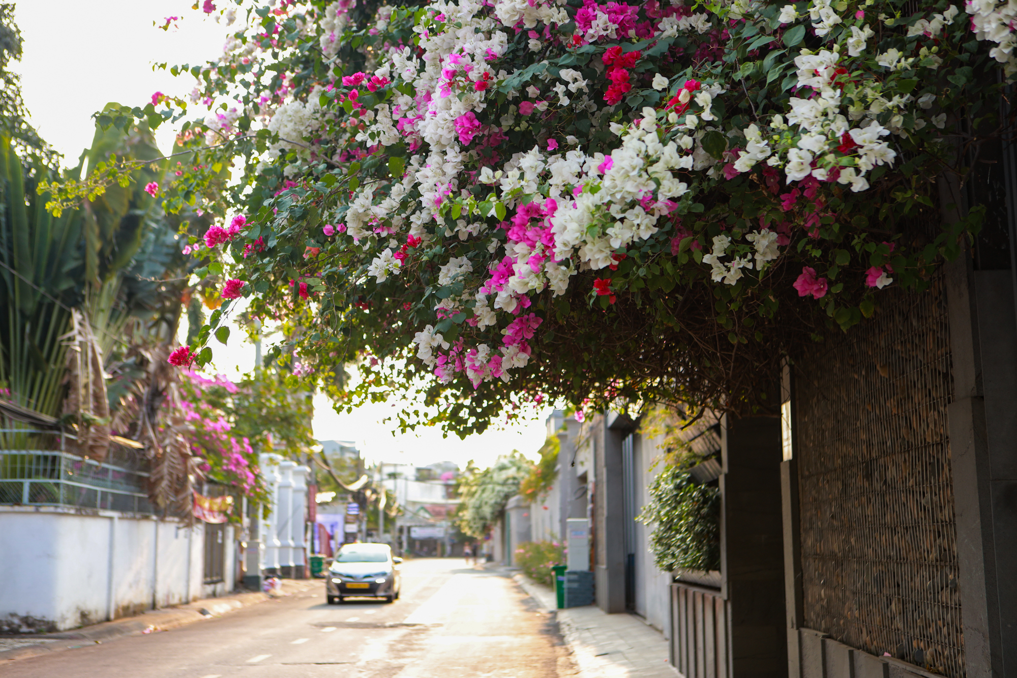 Hoa giấy nở rộ ở TP.HCM: 3 con đường l&ecirc;n h&igrave;nh cực đẹp - Ảnh 9.