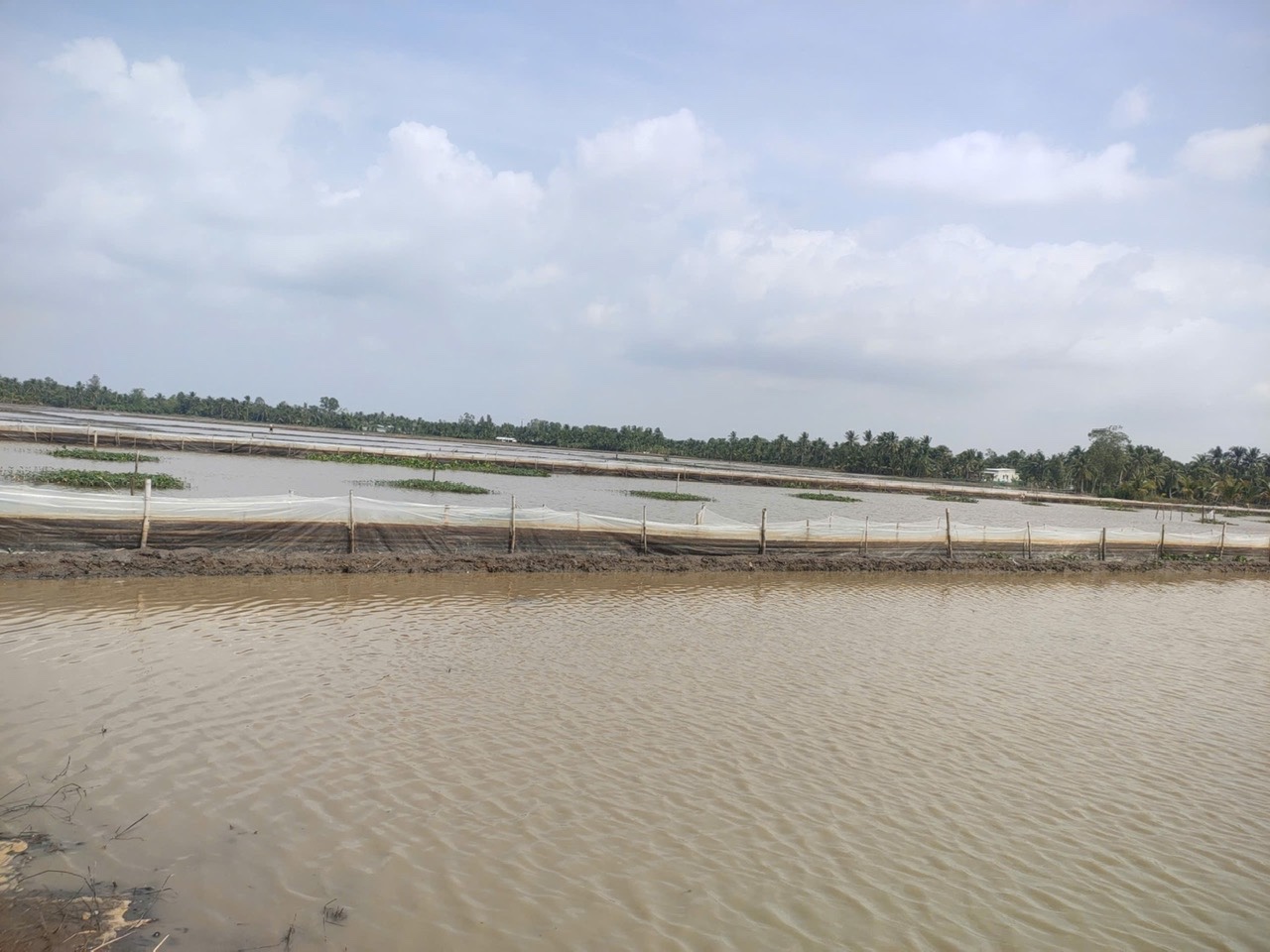 Cần Thơ: Xử lý 2 hộ dân nuôi ốc bươu vàng trên hàng ngàn mét vuông - Ảnh 1.