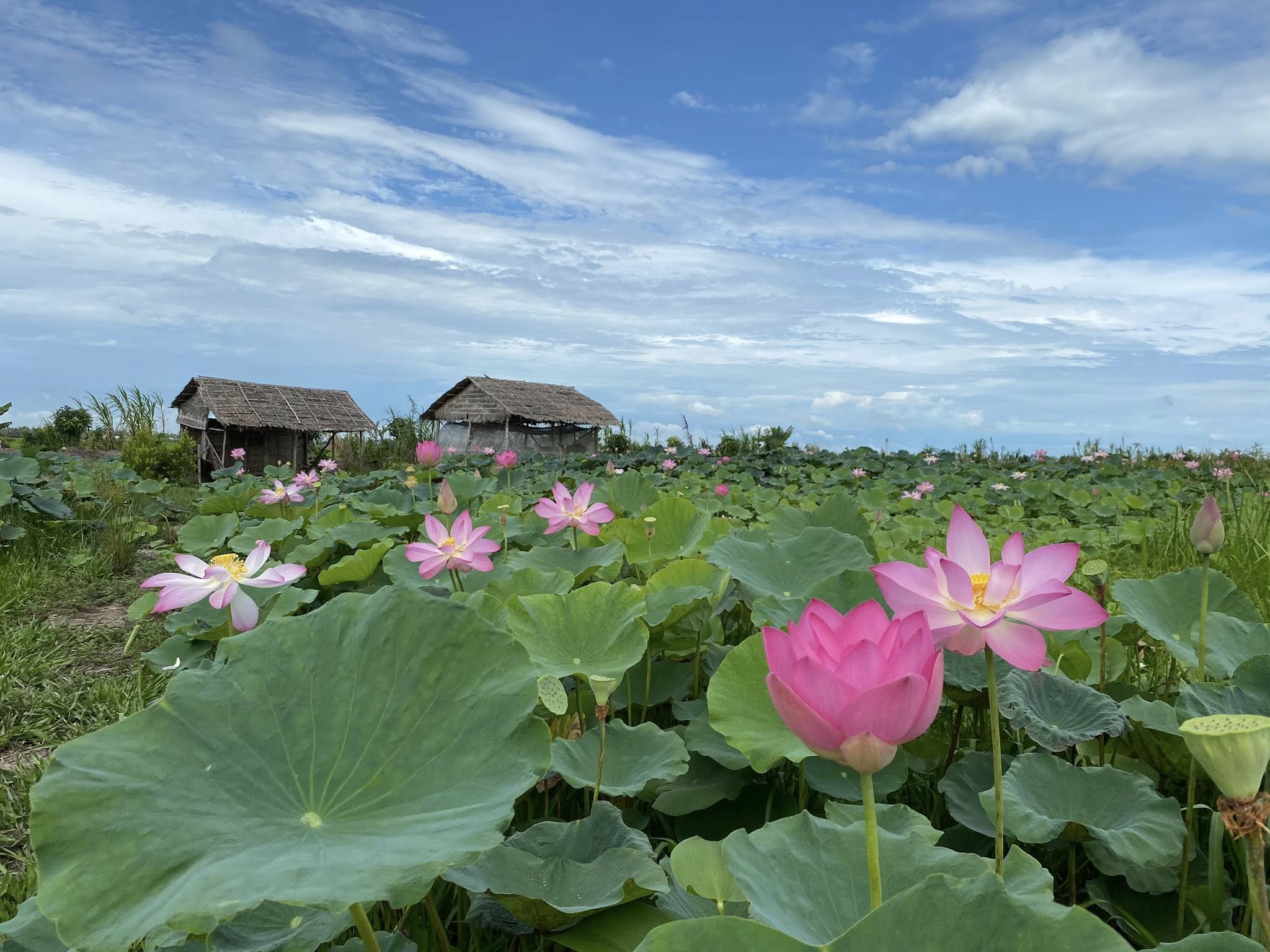 C&ocirc; g&aacute;i 'biến' đất qu&ecirc; miền T&acirc;y th&agrave;nh n&ocirc;ng trại nghỉ dưỡng thuận thi&ecirc;n - Ảnh 4.