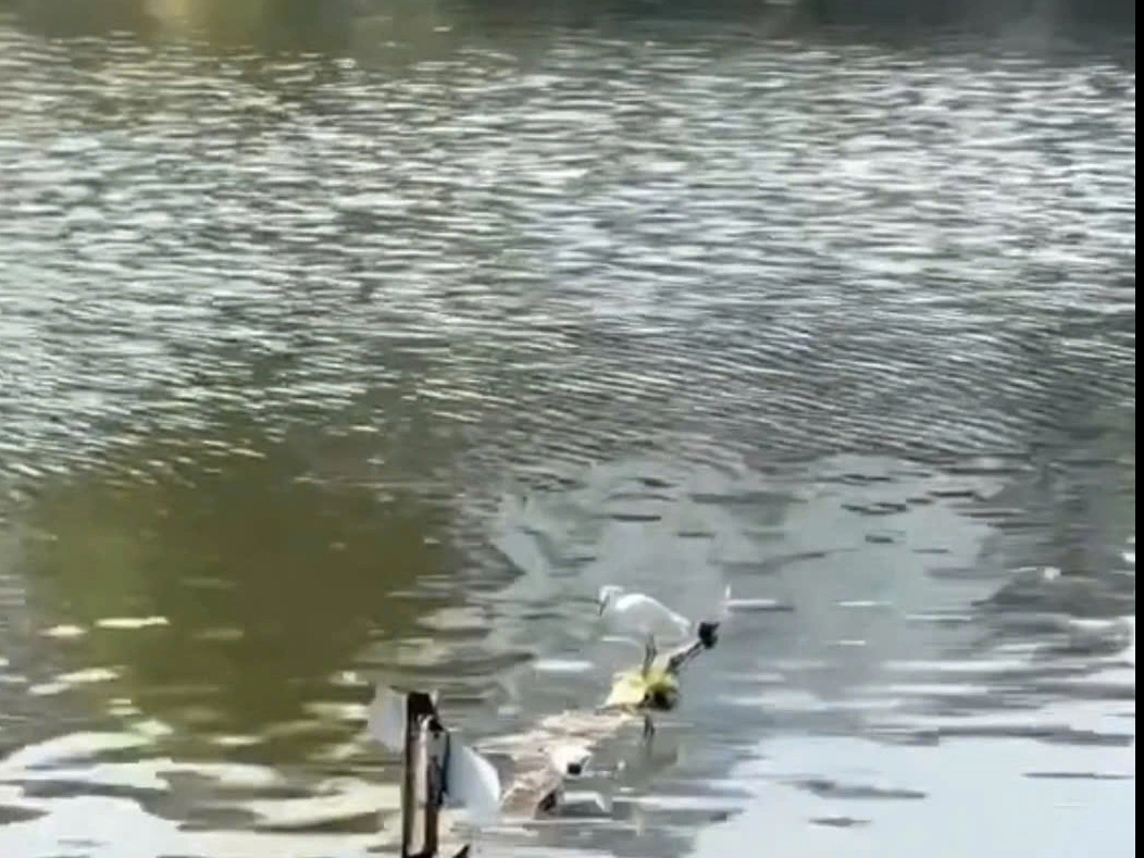 Truy tìm người bắn chim giữa phố Đà Lạt, hành hung phóng viên khi được nhắc nhở - Ảnh 2.